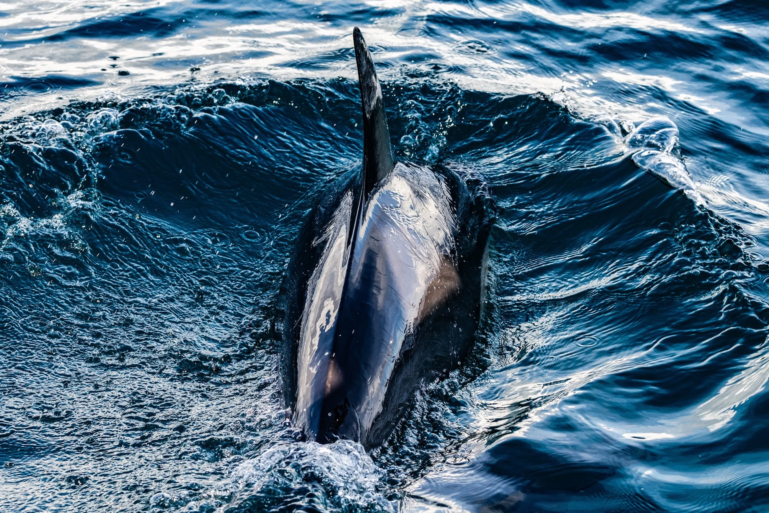 PORT STEPHENS_TOPSIDE_LOW RES_HARRIET SPARK-6833.jpg