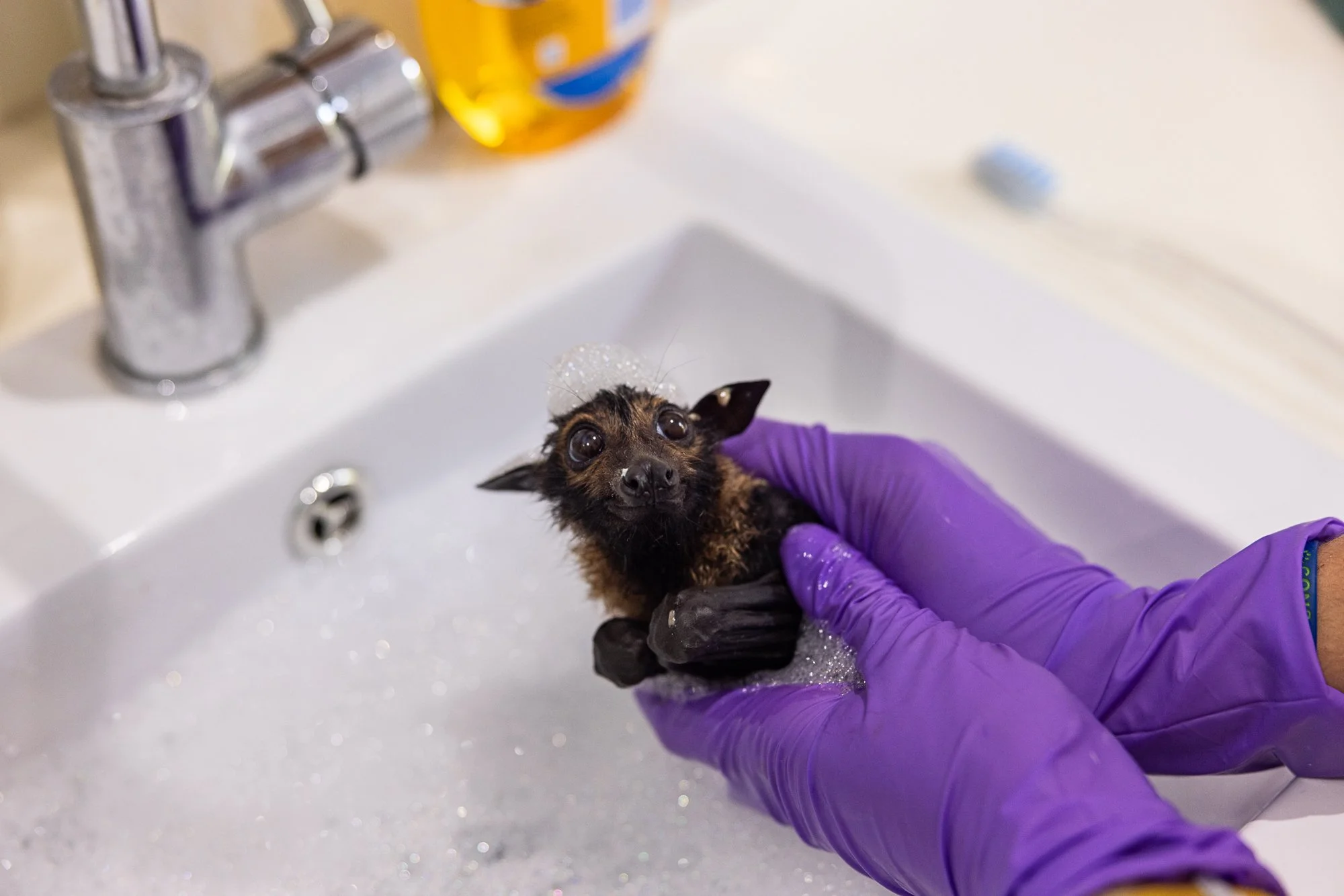 Must Credit Harriet Spark vox tolga bat hospital-16116.jpg