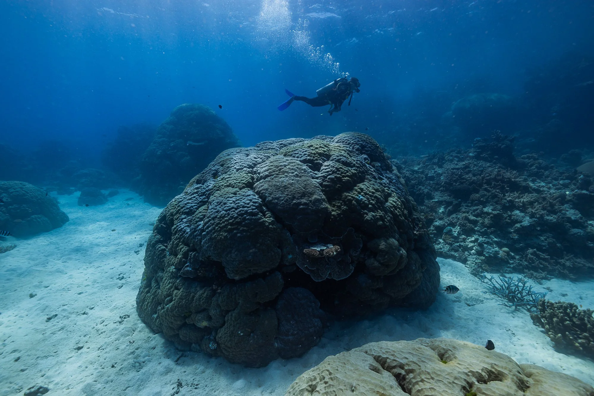 Must Credit Harriet Spark vox great barrier reef-16910.jpg