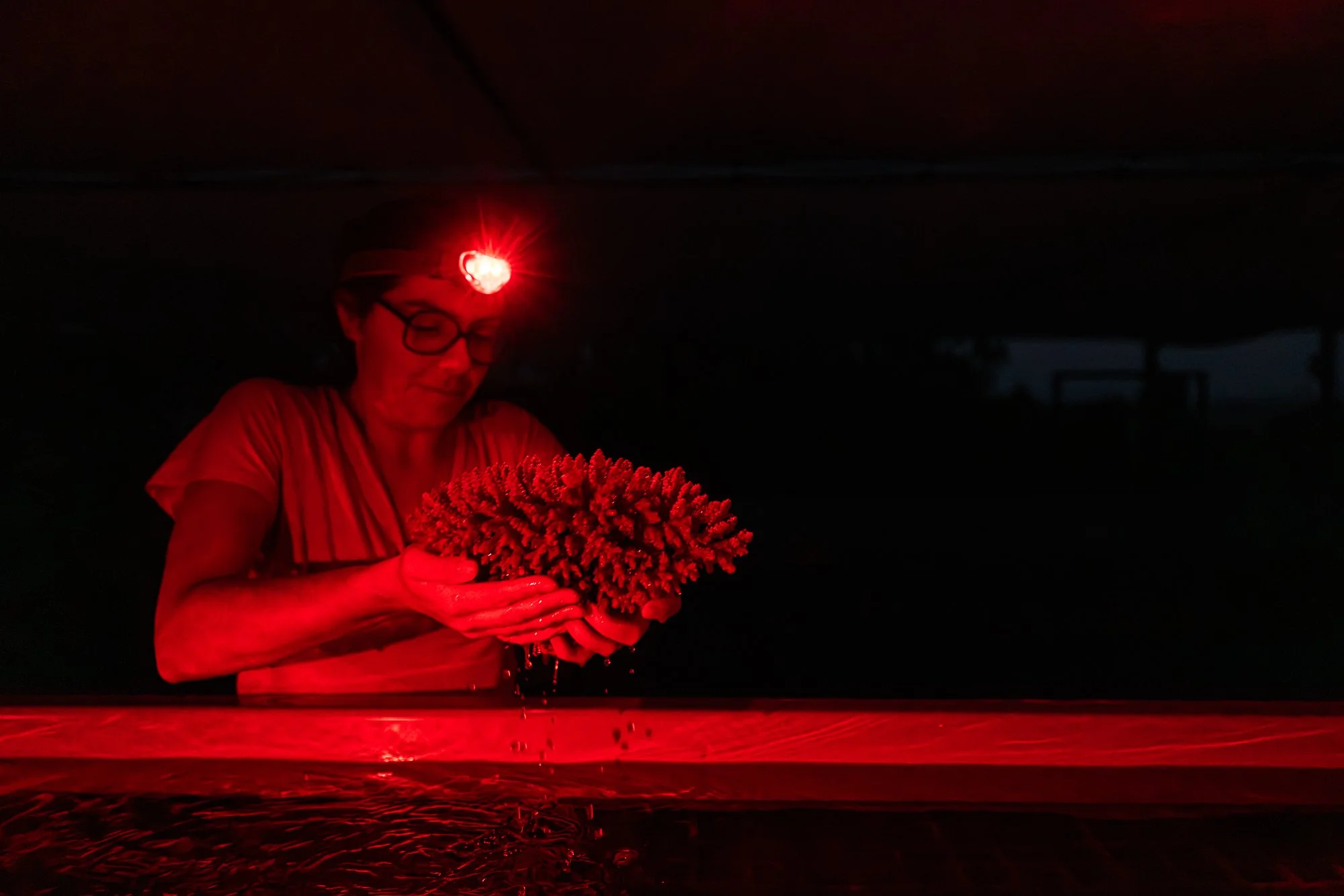 Must Credit Harriet Spark vox great barrier reef-25392.jpg