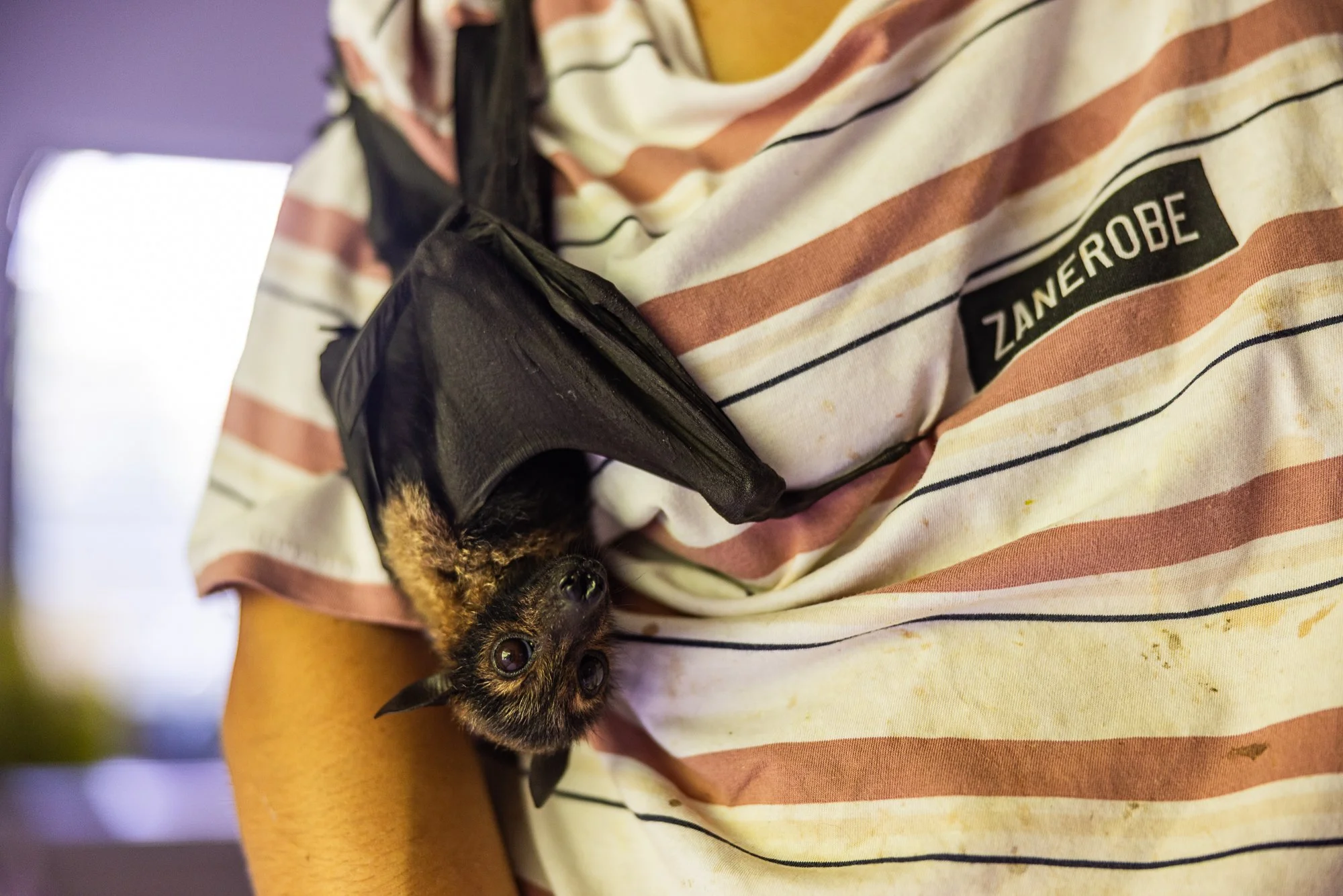 Must Credit Harriet Spark vox tolga bat hospital-16219.jpg