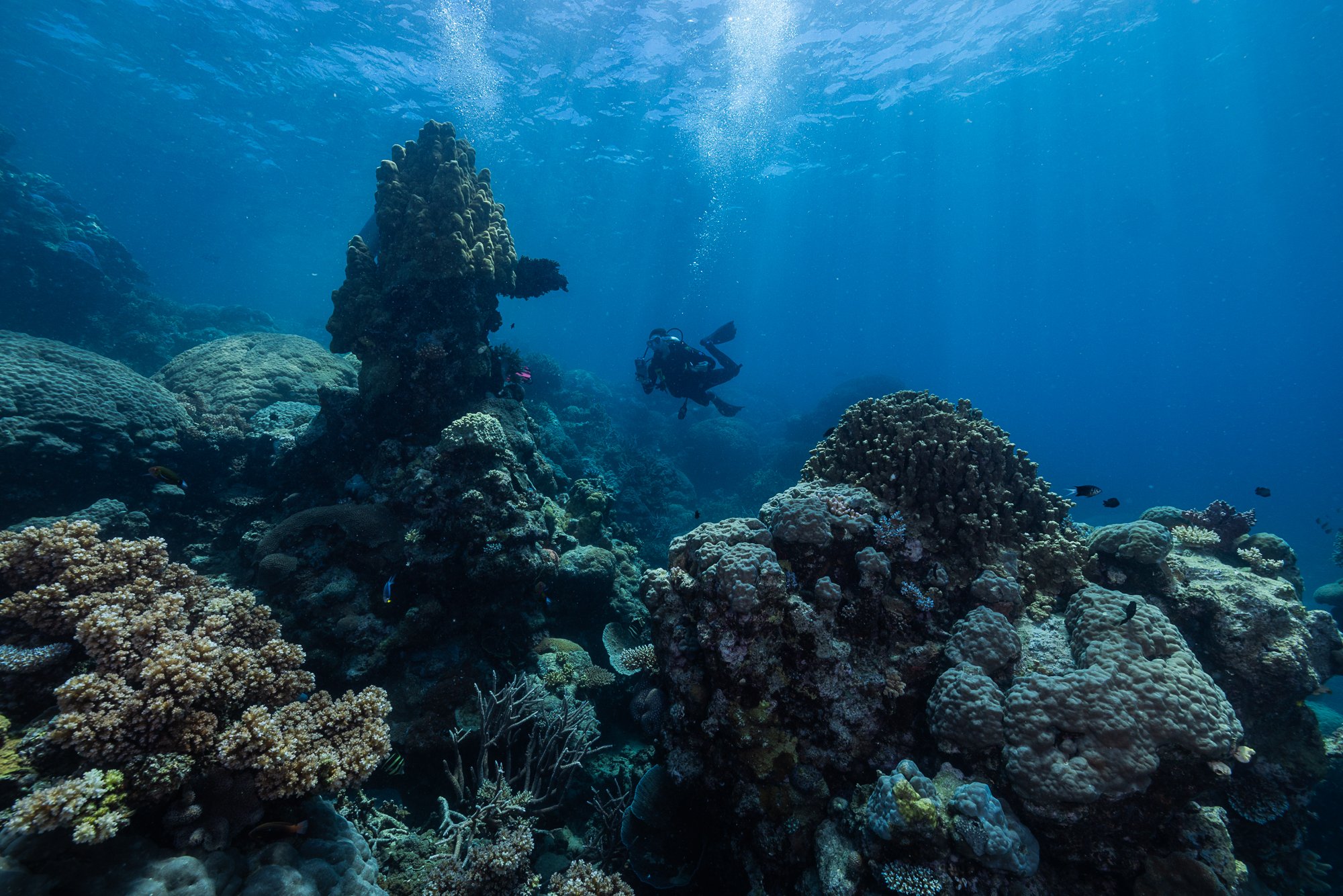 Must Credit Harriet Spark vox great barrier reef-16548.jpg