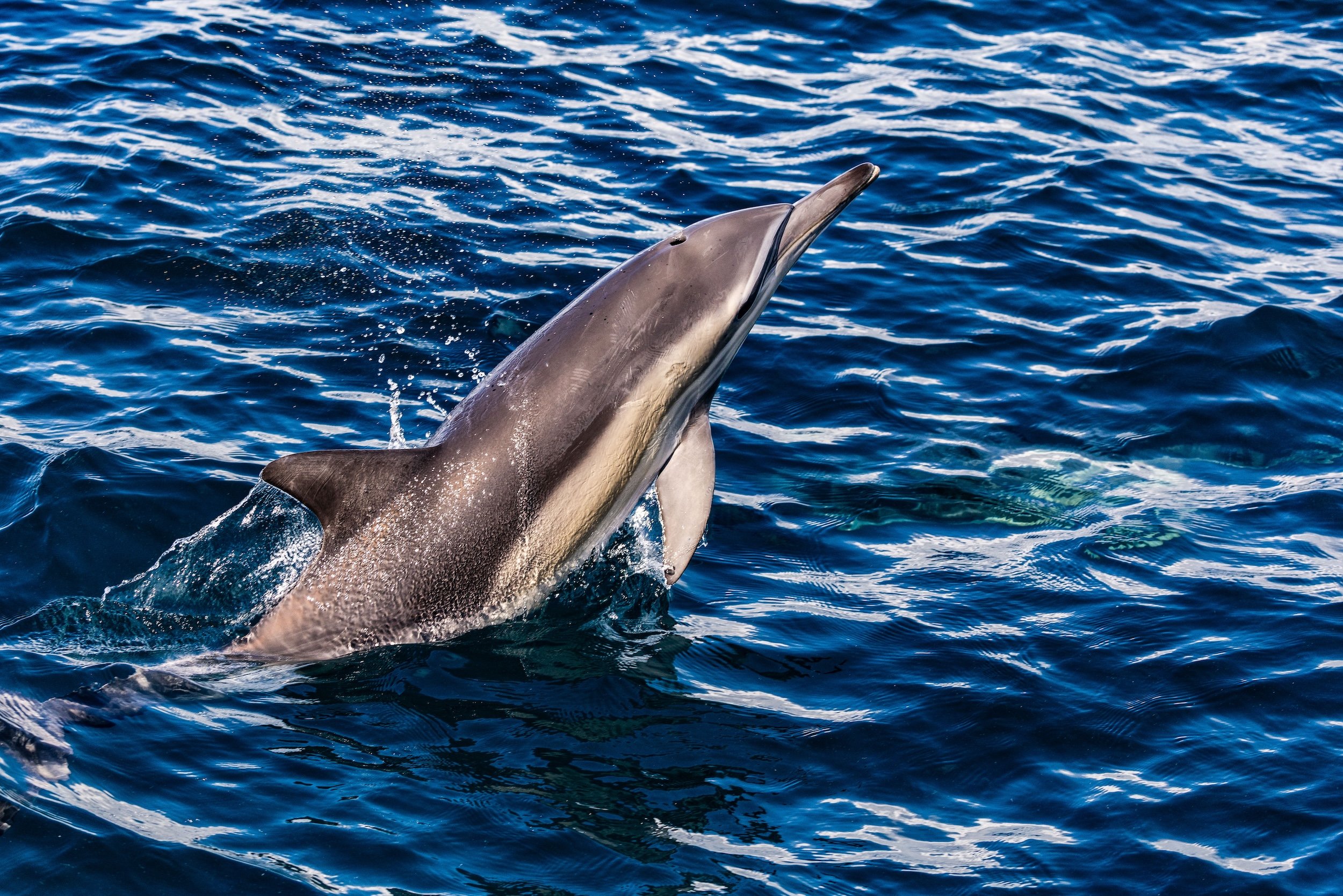 PORT STEPHENS_TOPSIDE_LOW RES_HARRIET SPARK-6664.jpg