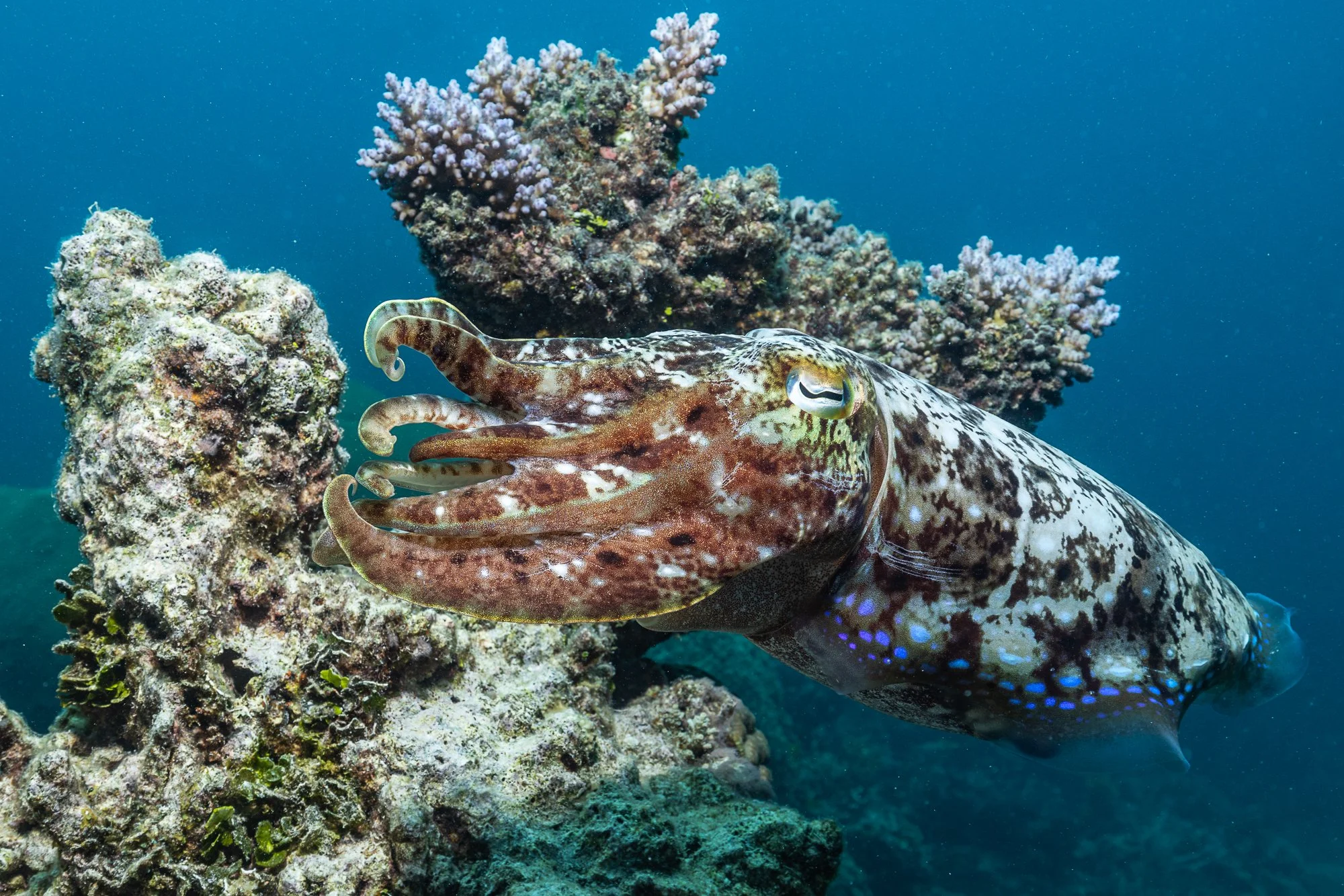 Must Credit Harriet Spark vox great barrier reef-16858.jpg