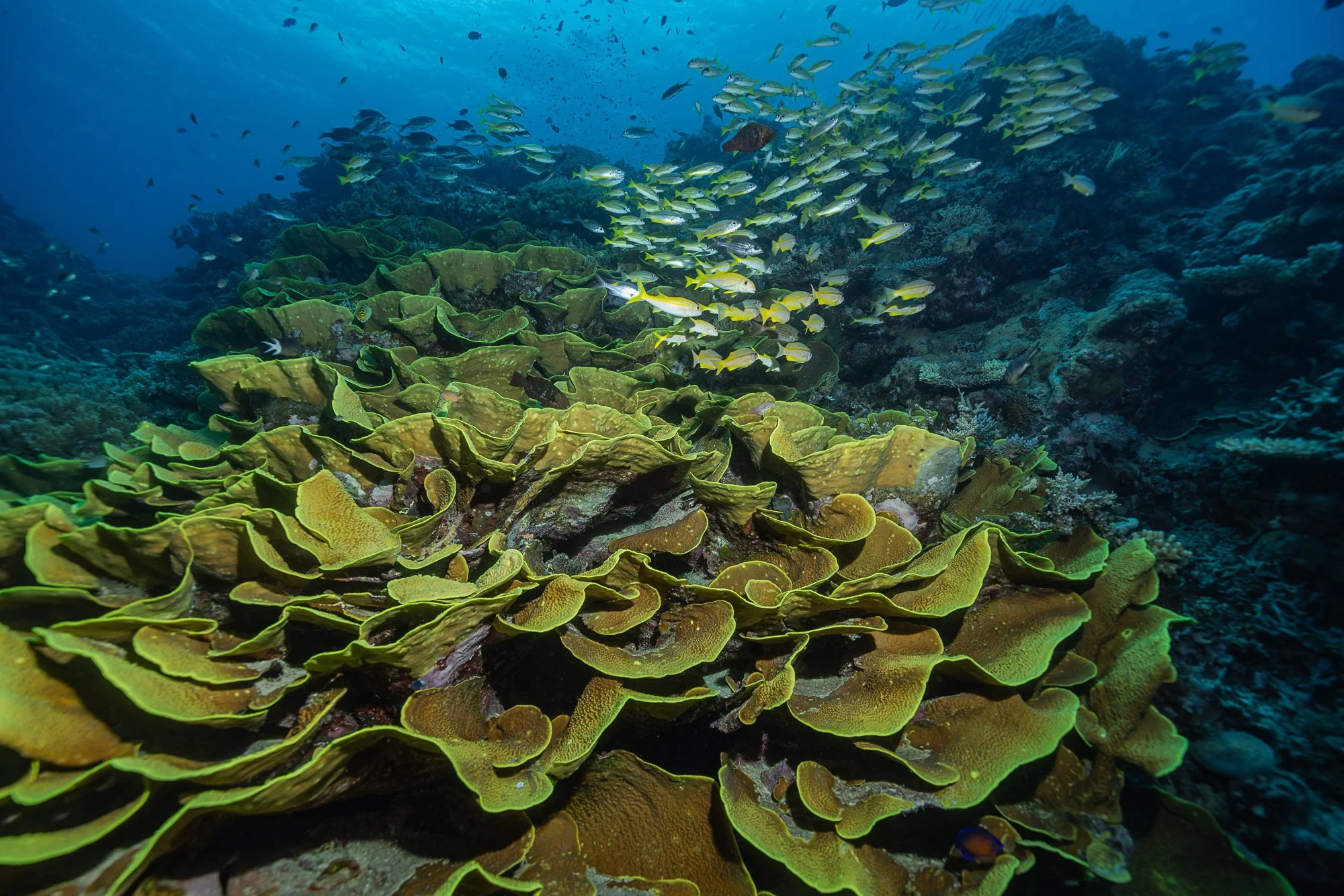 Must Credit Harriet Spark vox great barrier reef-17110.jpg