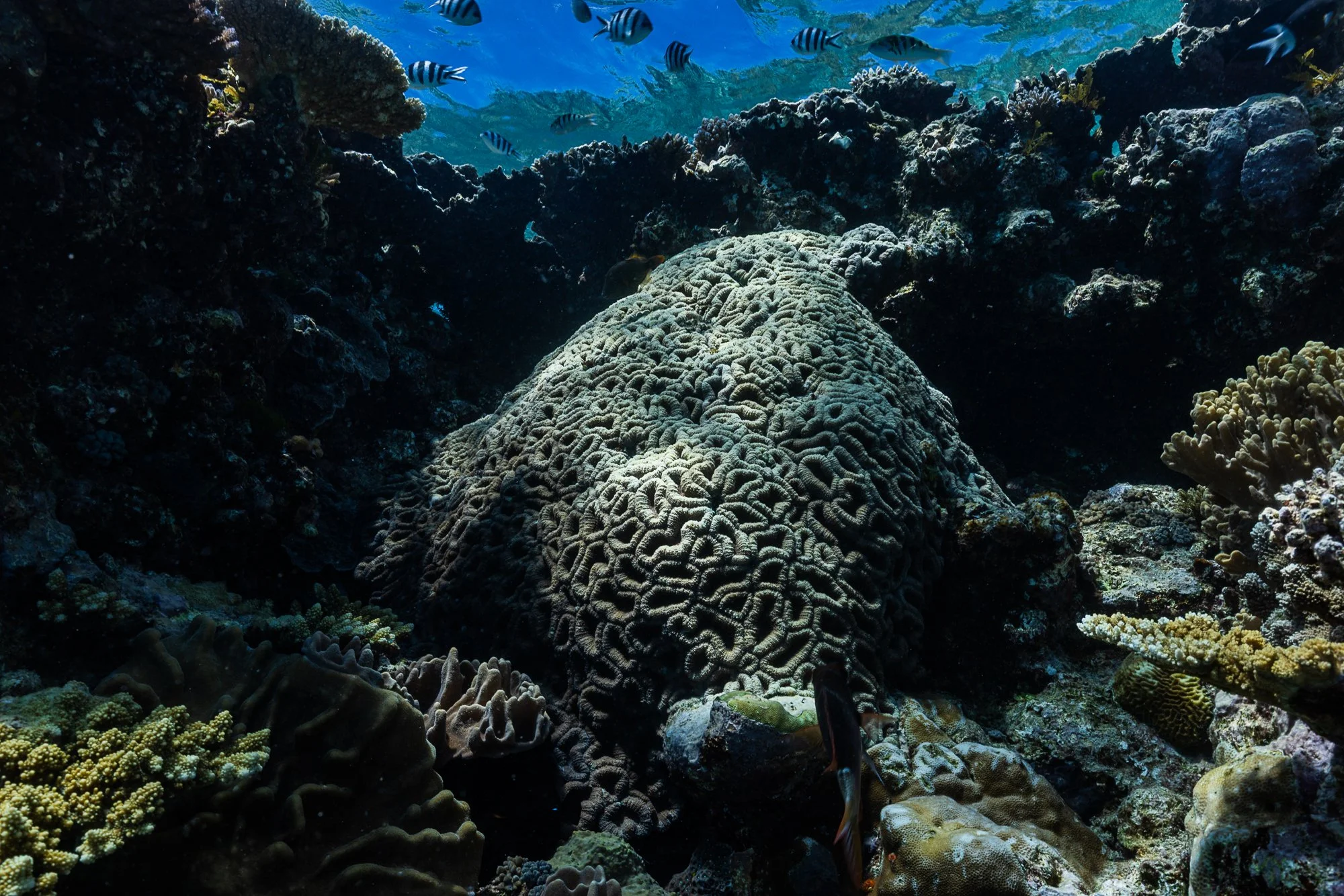 Must Credit Harriet Spark vox great barrier reef-17591.jpg