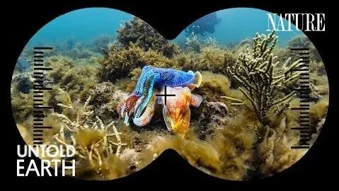 Untold Earth: Cuttlefish | PBS Nature