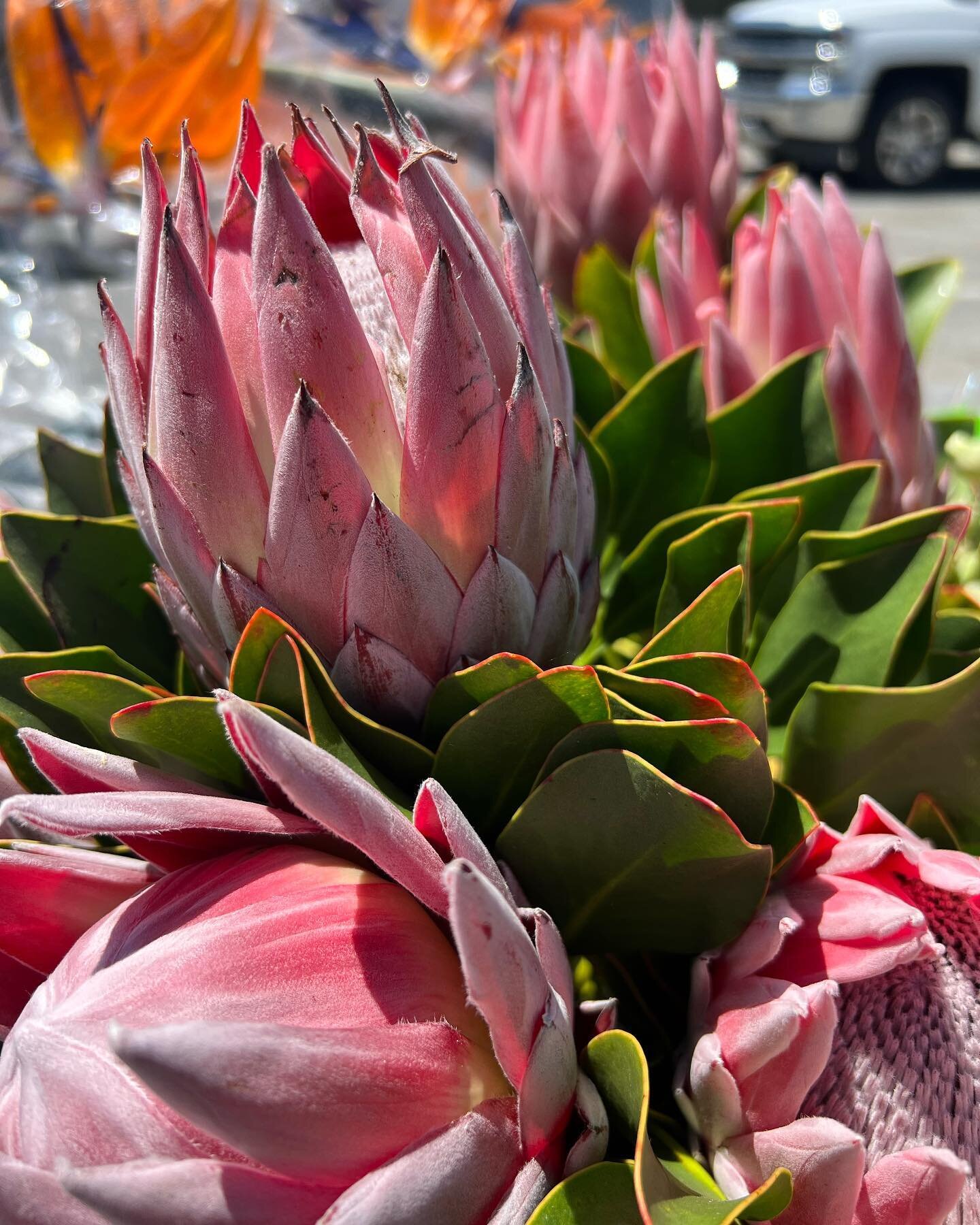 Mom day goodness! Feelin&rsquo; so lucky to get these coveted king proteas today from @pajarosafloral ! Yep you can still order!#mothersdayflowers #flowerdelivery#localflowers