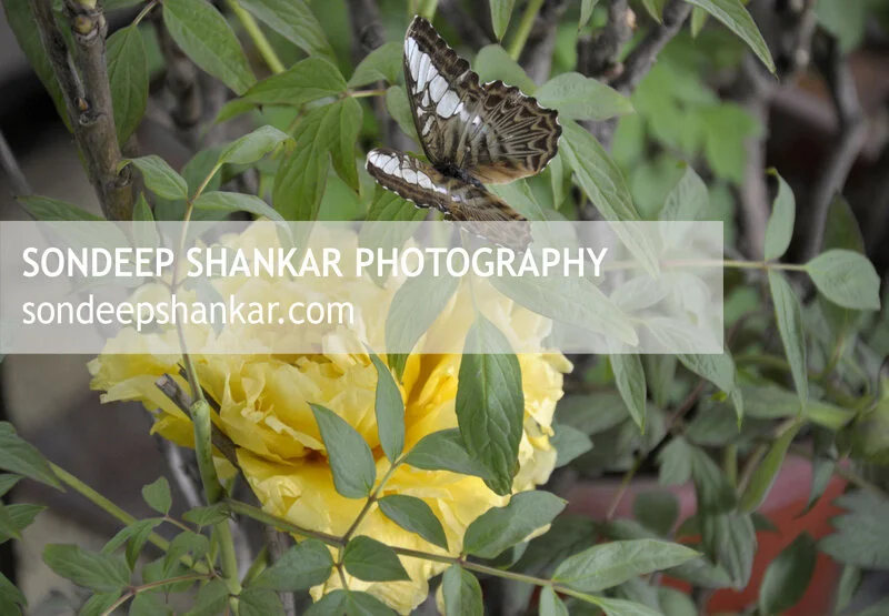 Peony Festival, Luoyang, China