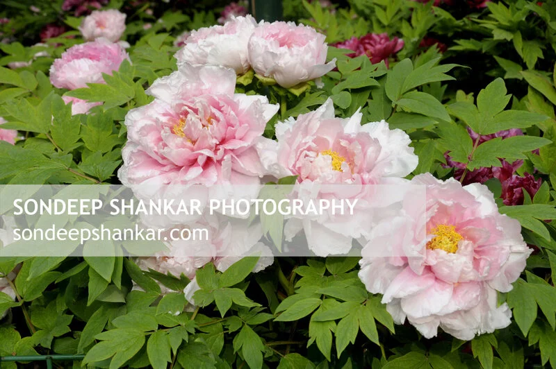 Peony Festival, Luoyang, China