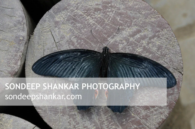 Butterfly park