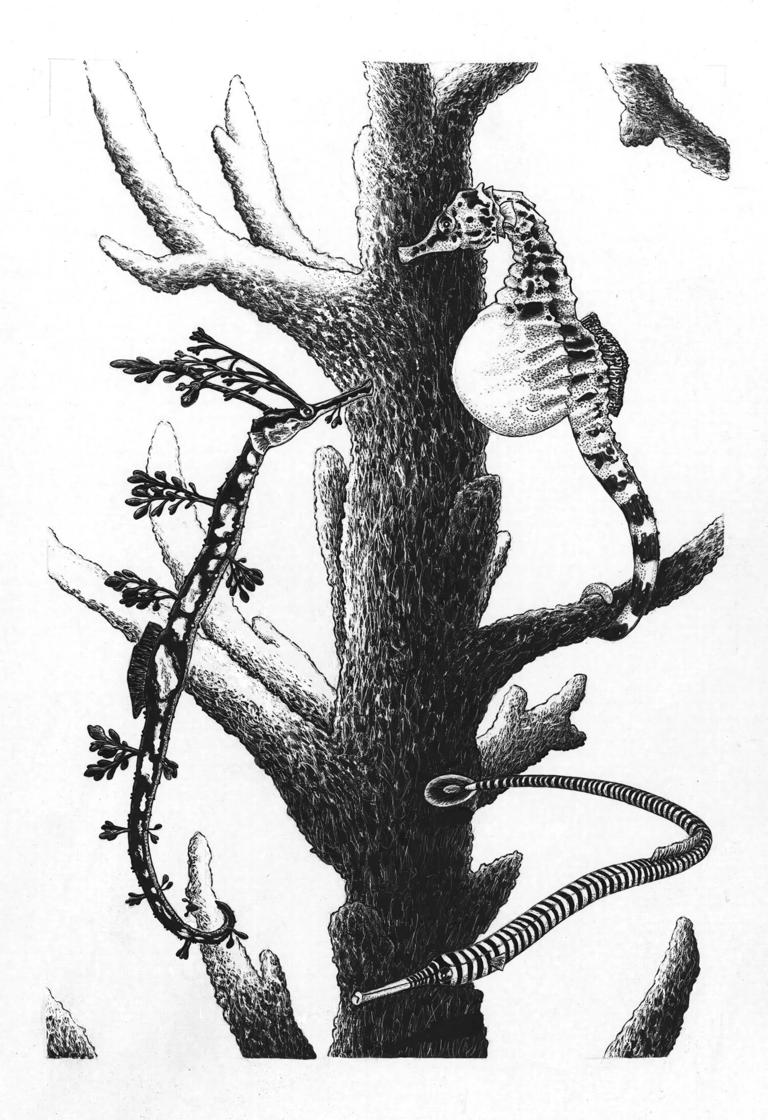 Seahorse + Its Relatives | Ink on Scratchboard | 11" x 16"