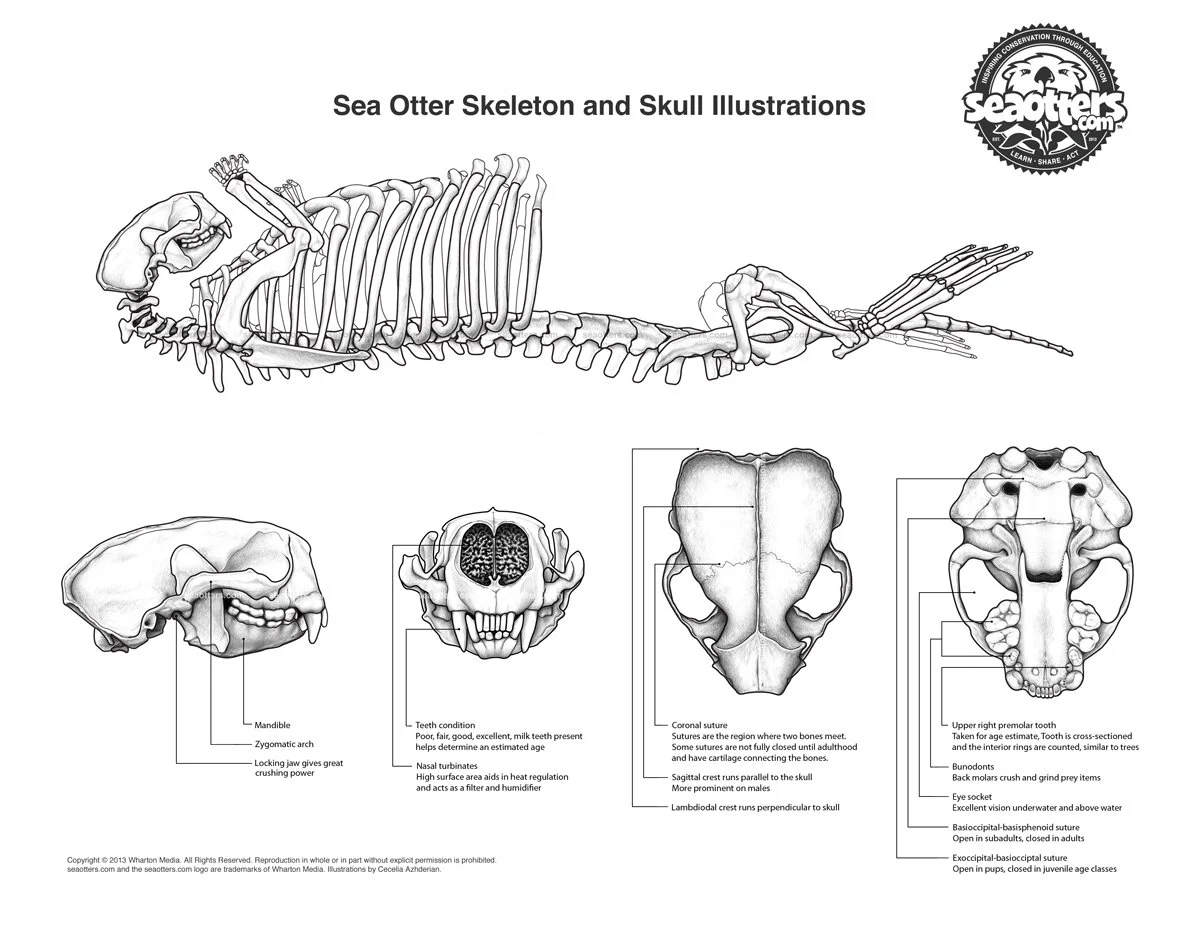 Southern Sea Otter Skeleton & Skull | Digital