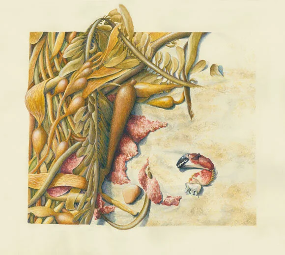 Monterey Bay beach wrack | 9.5" x 11" | Watercolor + Colored Pencil on Paper