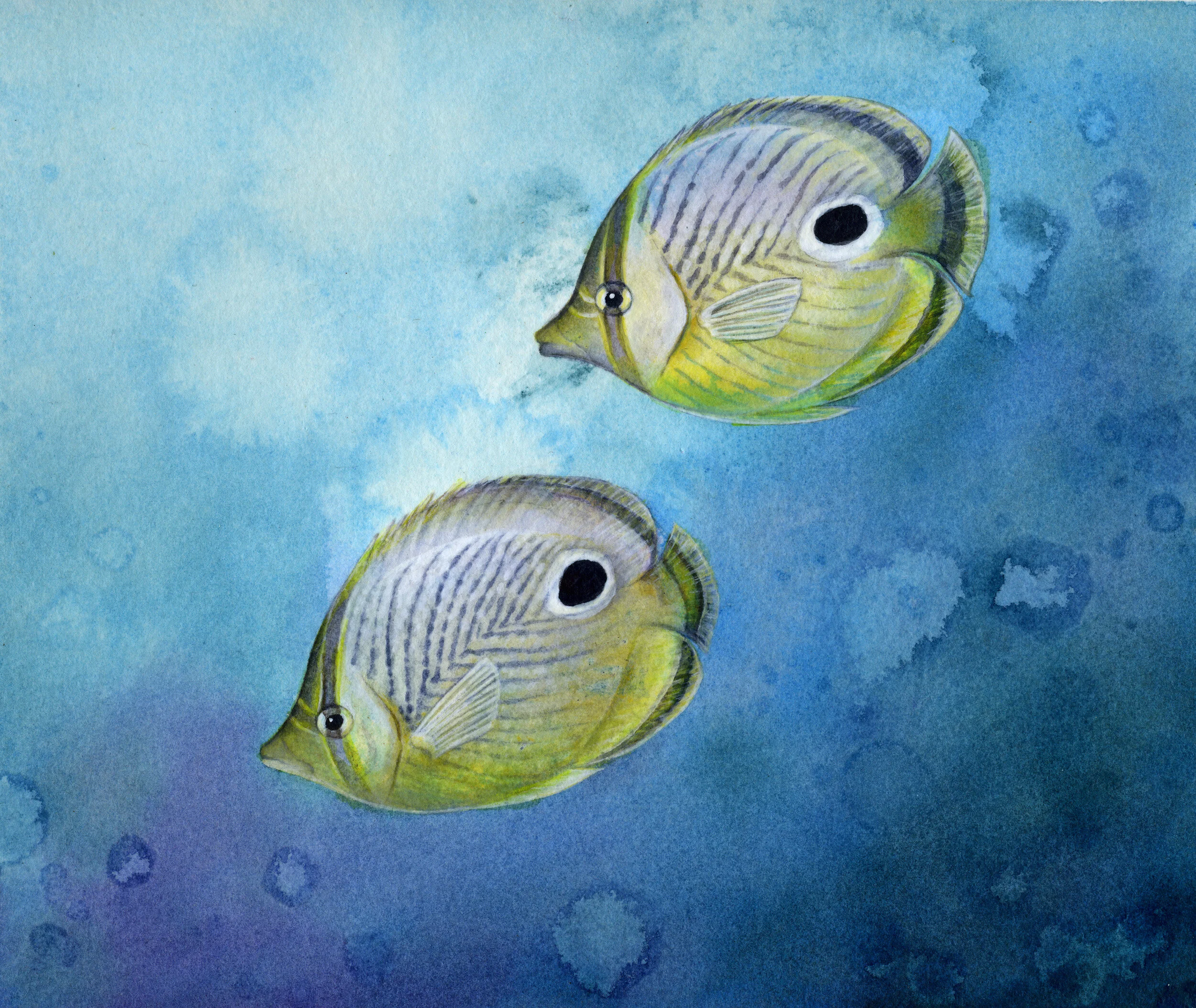Foureye Butterflyfish | 9" x 9" | Acrylic on Paper