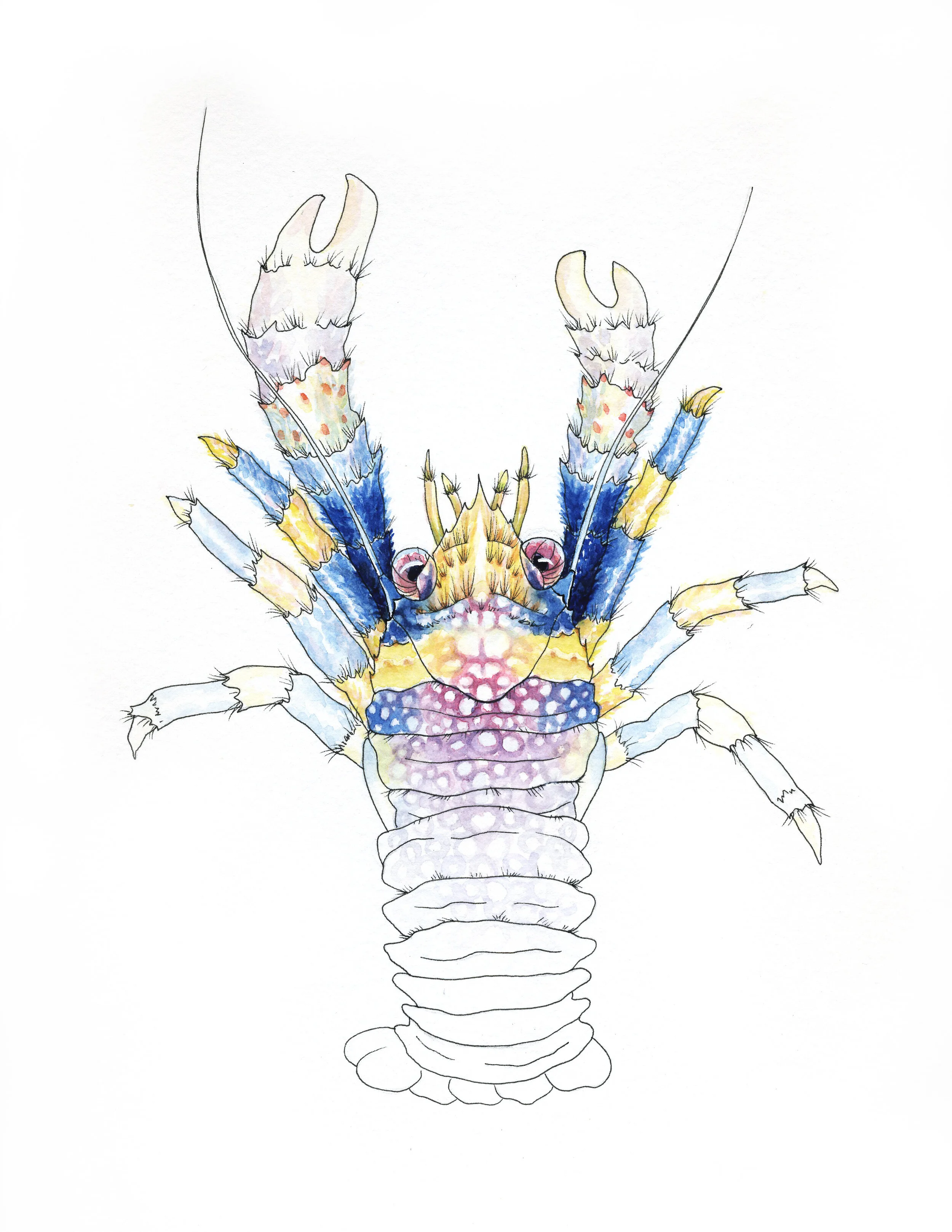 Galathea pilosa; marine invertebrate taxonomy | 14" x 16" | Ink + Watercolor on Paper