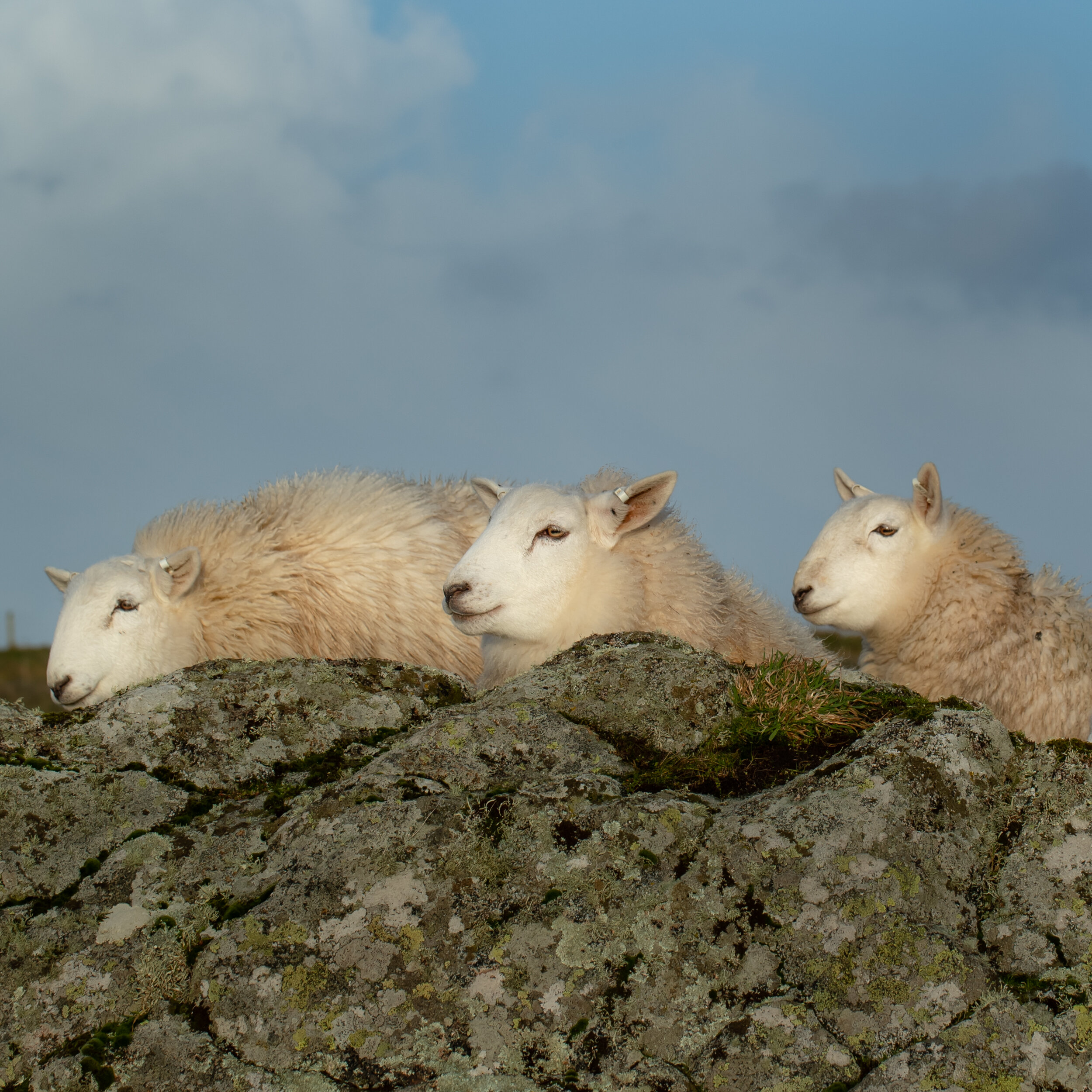 Merino Wool Socks Sheep Friends