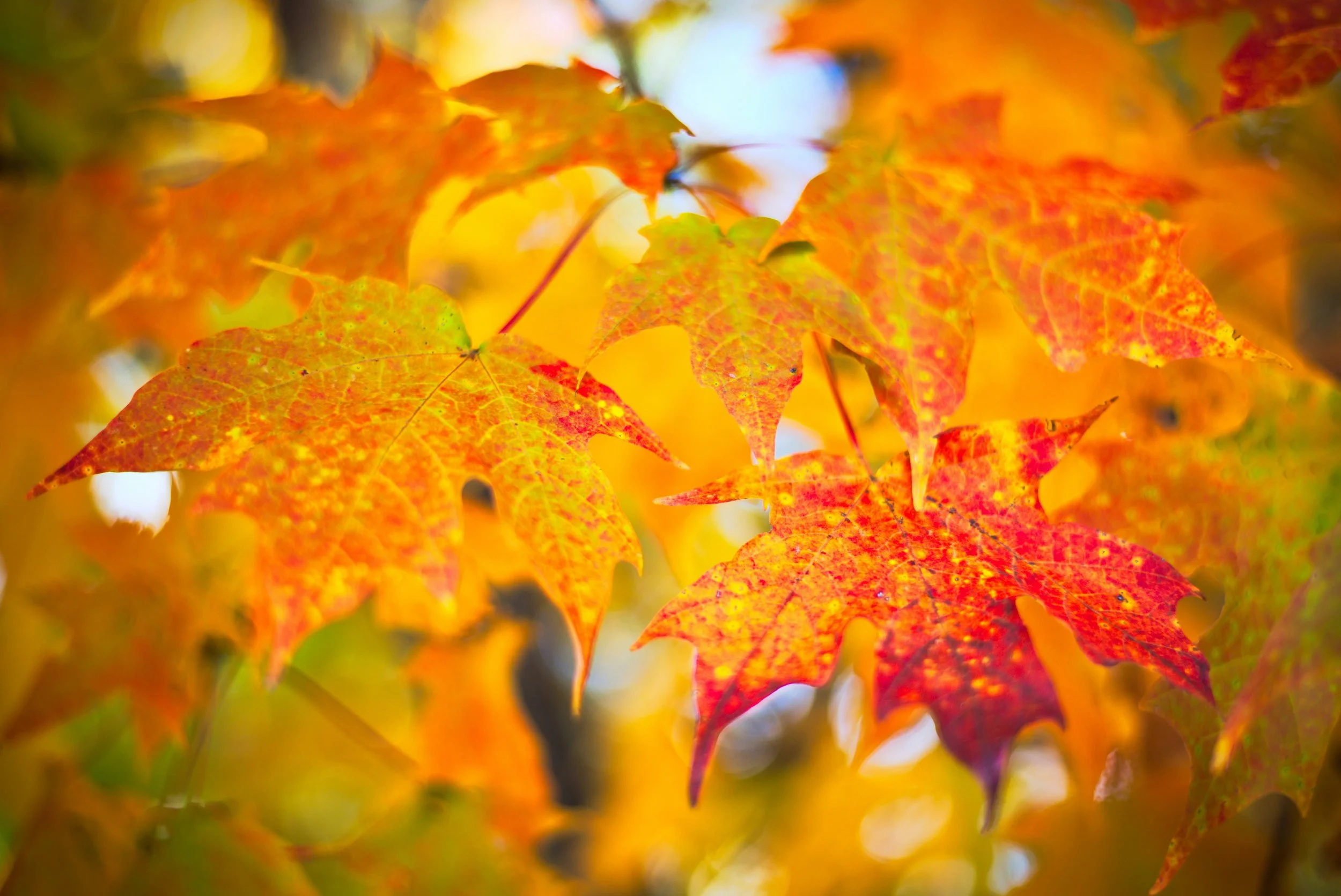 Feeling Disoriented? September Has The Remedy.
