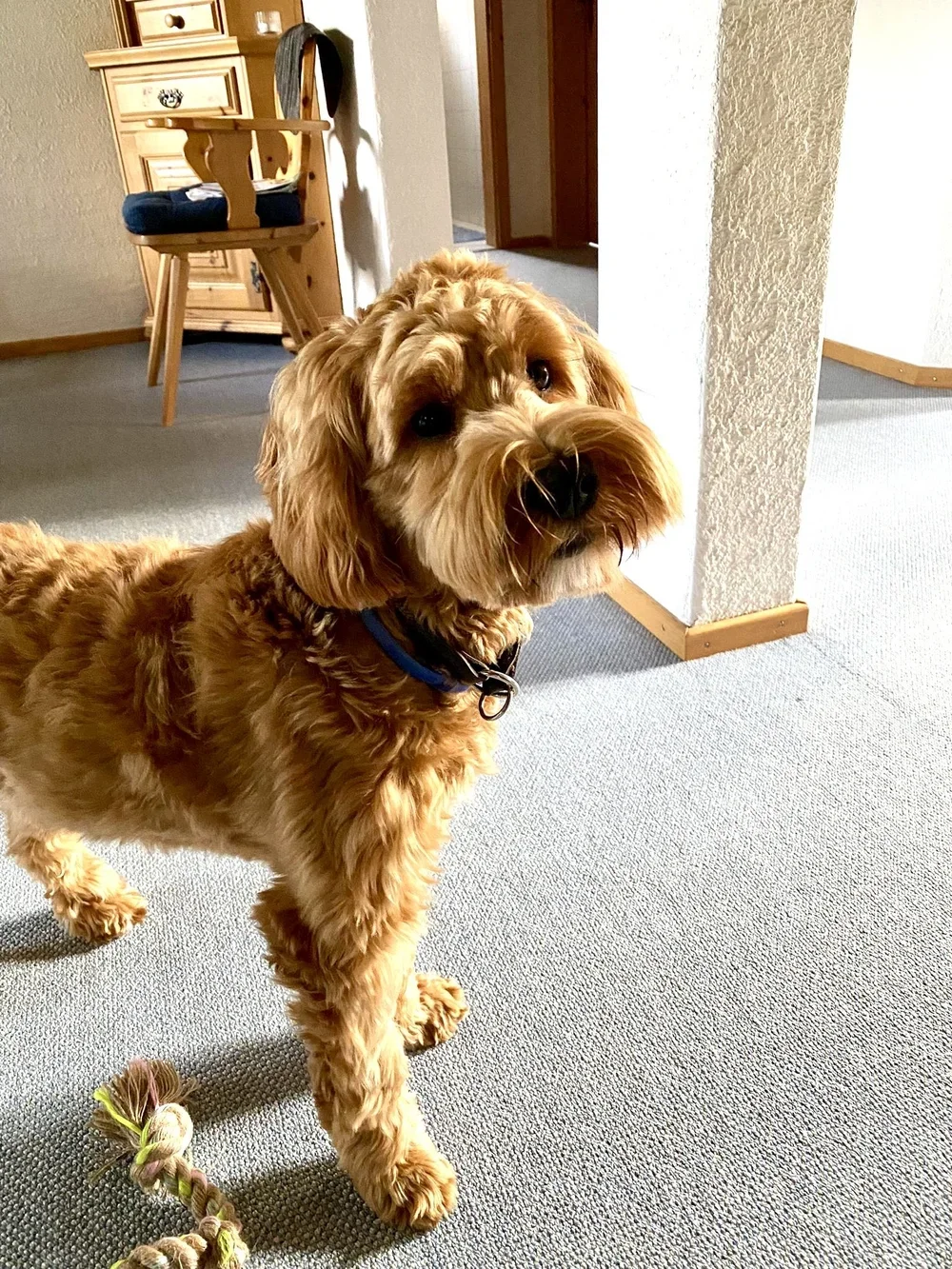 gioia-la-belle-vue.webp