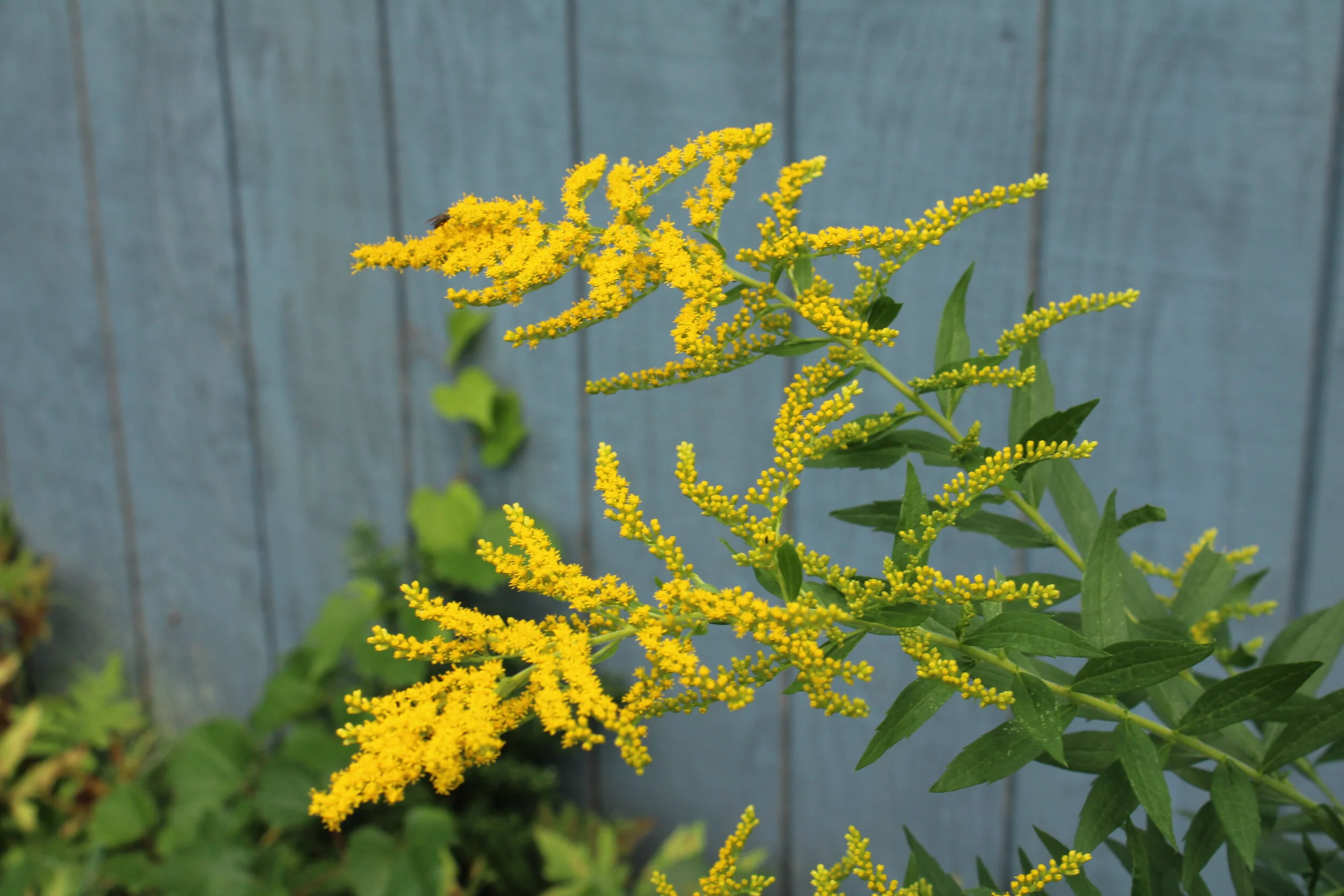 Prologue: What Homeschooling is . . . What Homeschooling Isn't . . .