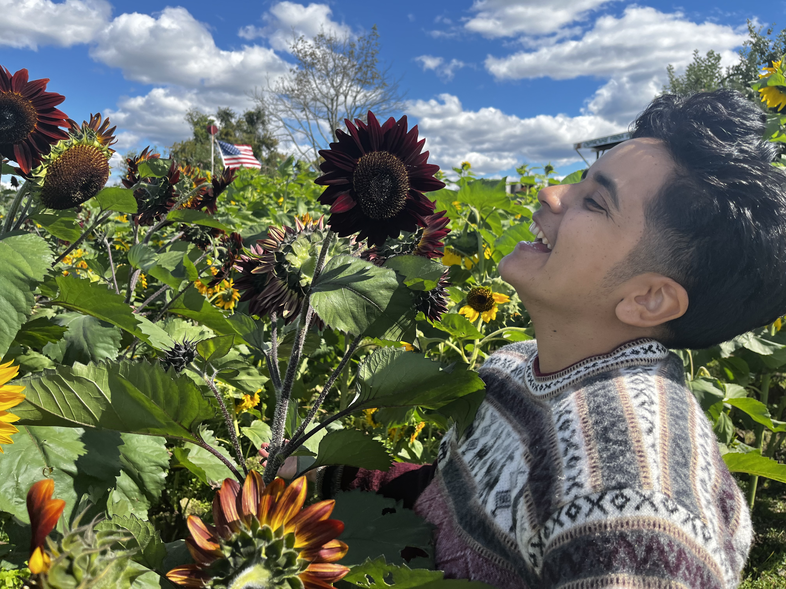 Alma soaking up some sunflowers.