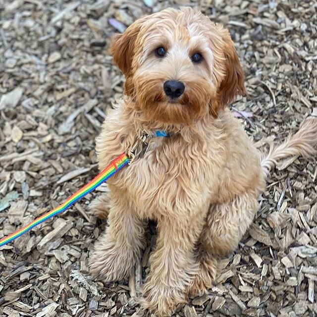 💗Rafi💗 back in the swing of things.  #puppytraining #forcefreetraining #thedoodlemafia
