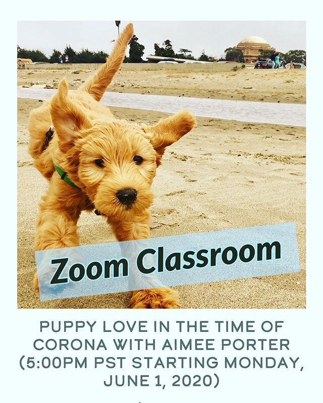 New Class starts this Monday June 1st!  Covering in home training, socialization and basic obedience. With private solo sessions built in, you get a lot of bang for your buck! Zoom ya soon, puppies! Xoxoxo #thedoodlemafia