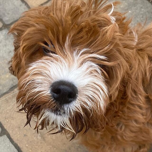 Be still our hearts!  These are a few of the faces of the puppies from &ldquo;Puppy Love In the Time of Corona&rdquo; #puppyclasses and #puppysocials in collaboration with @jeffreyspets (link in bio) These pups and pawrents are thriving 💗💪🏼 I&rsqu