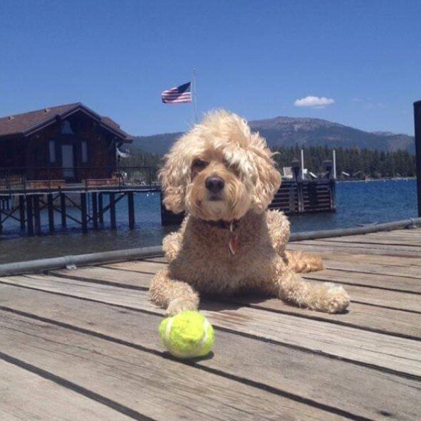 Lake Tahoe is on our minds... #thedoodlemafia