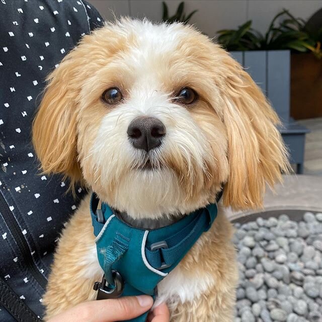 This is Bagel.  He has leash aggression/barrier frustration. He wants to &ldquo;bring heaters and announce his presence with authority!&rdquo;it has nothing to do with his LA Dodger heritage 🙄😒 #ilovebaseball and more with #leasheactivity Anyhow, g