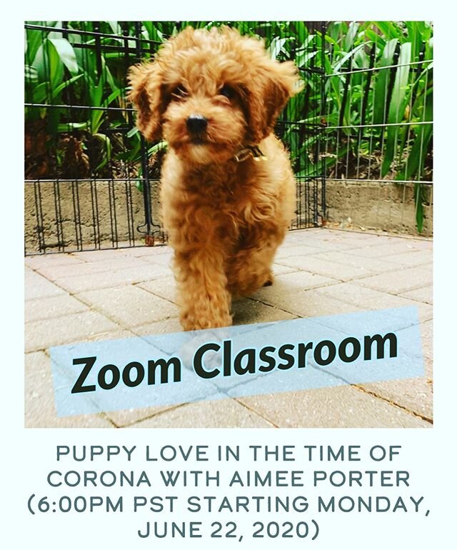 HEY YOUNG PUPPERS AND PAWRENTS! 💗🐶💪🏼From the moment, or just before your puppy comes home, you can learn socialization, lifestyle, potty, crate and obedience training in your own home!  Science forward virtual lessons with live demos, videos, pro
