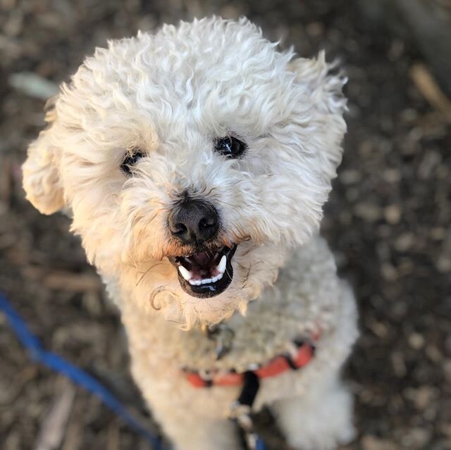 We finally know just what kind of special Doodle @pancho_being_pancho is: he&rsquo;s a PooHuaTzuZer.  We prefer to call him our #fifteendollarSuperMutt  Thank you for our 💗🤡 @bradshawanimalshelter and for the DNA results @embarkvet  #minipoodle #ch