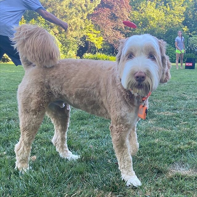 @better_off_fred_thedood aka Fredrico Mulligan wants to wish his doggy daddy #herculesmulligan of @sutterbutteslabradoodles a very Happy Father&rsquo;s Day.  Here&rsquo;s a shout out to his 🐶Pops and his siblings