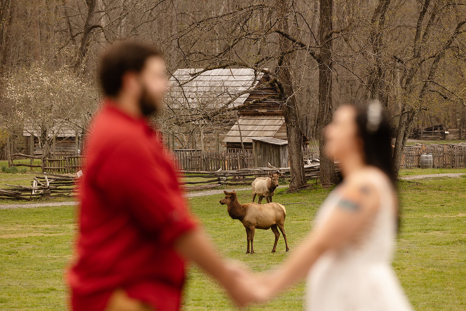 elk at the Oconaluftee Visitor Center