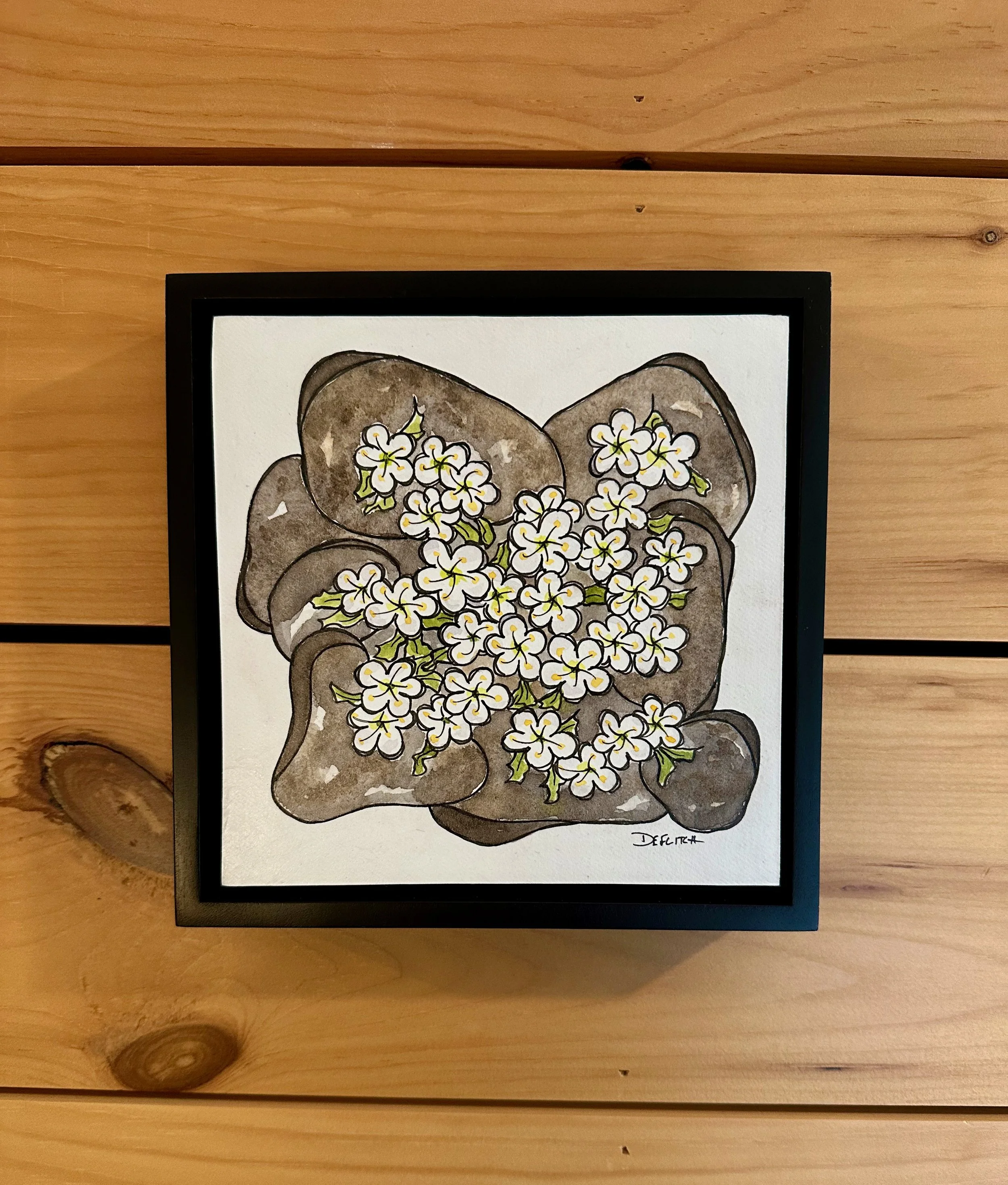 diapensia love- panel.jpeg