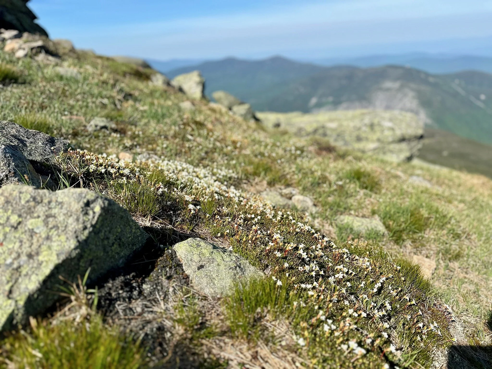 diapensia-trail.jpeg