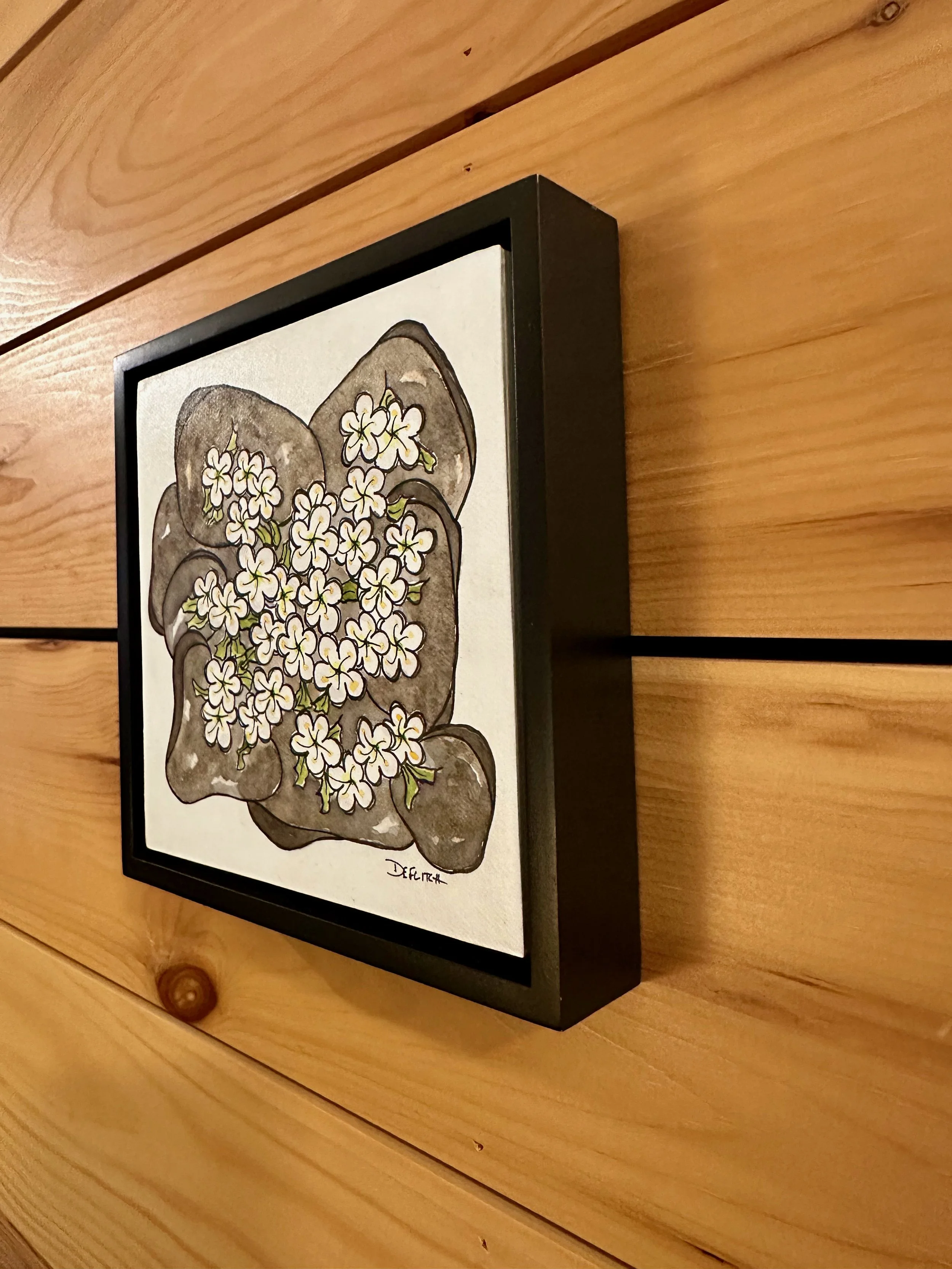 diapensia love-side.jpeg