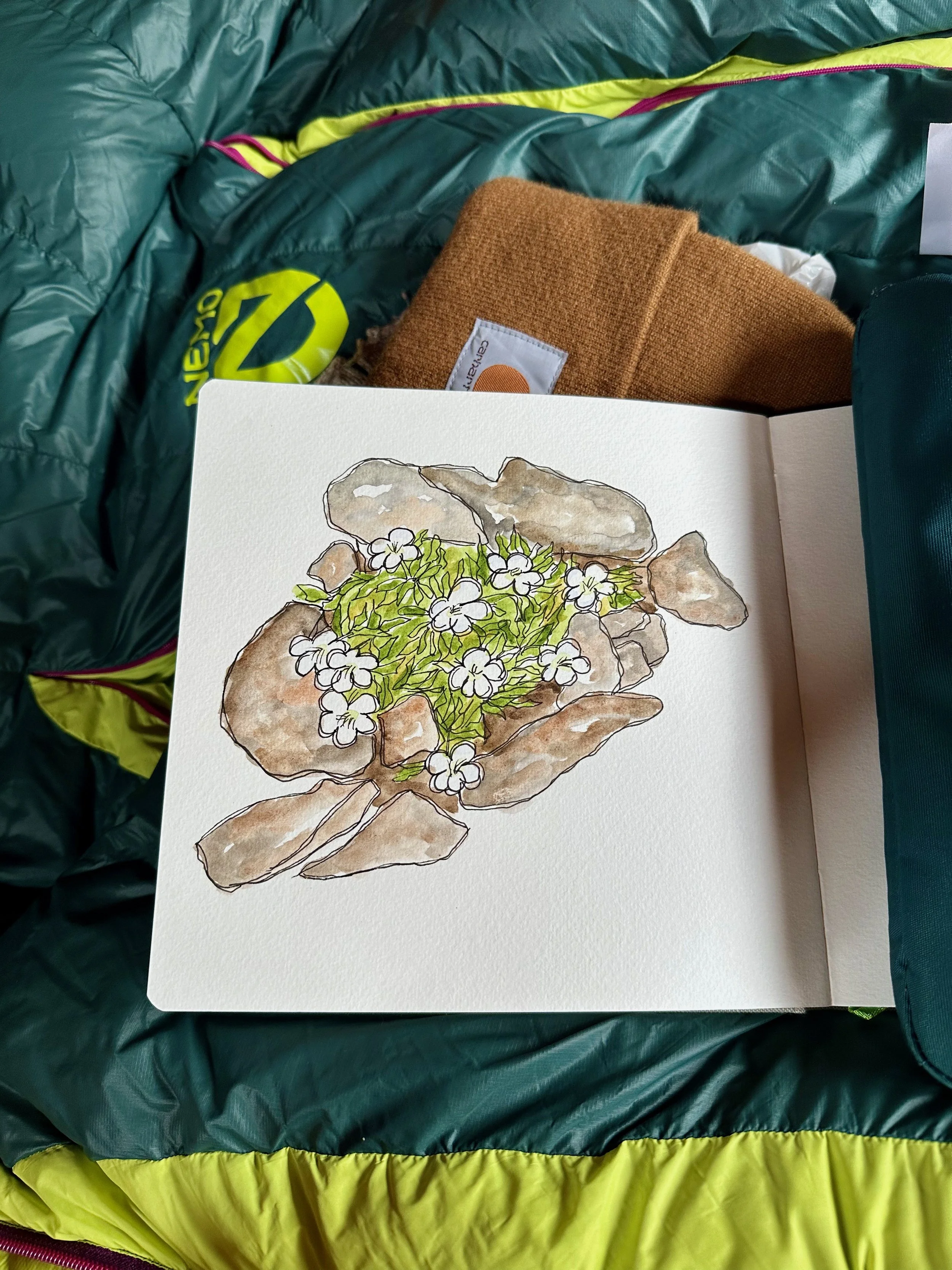 diapensia sketch.jpeg