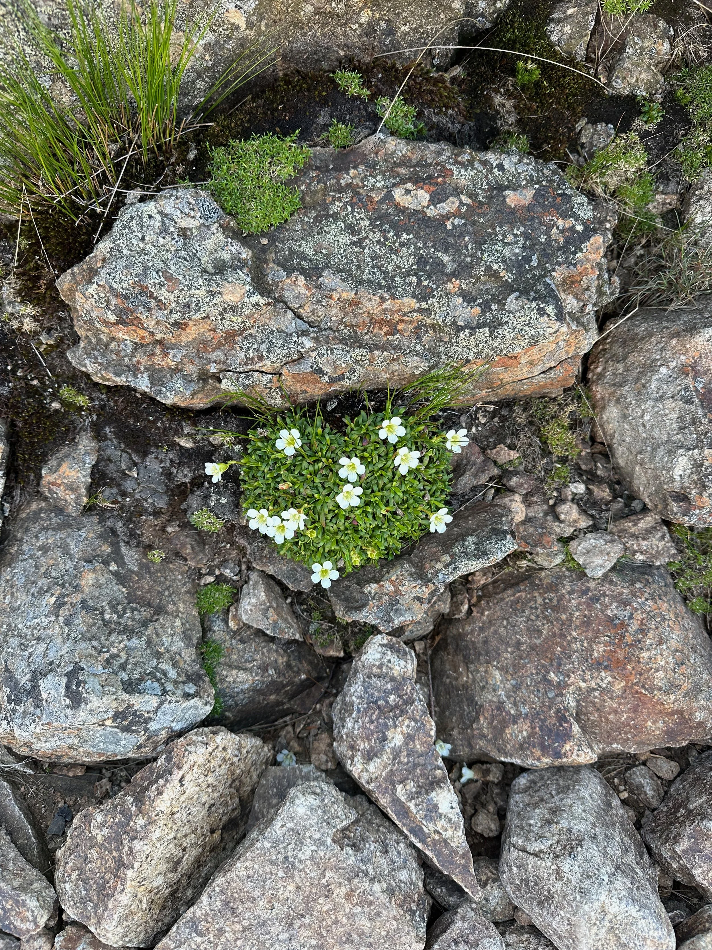 Diapensia - real.jpeg