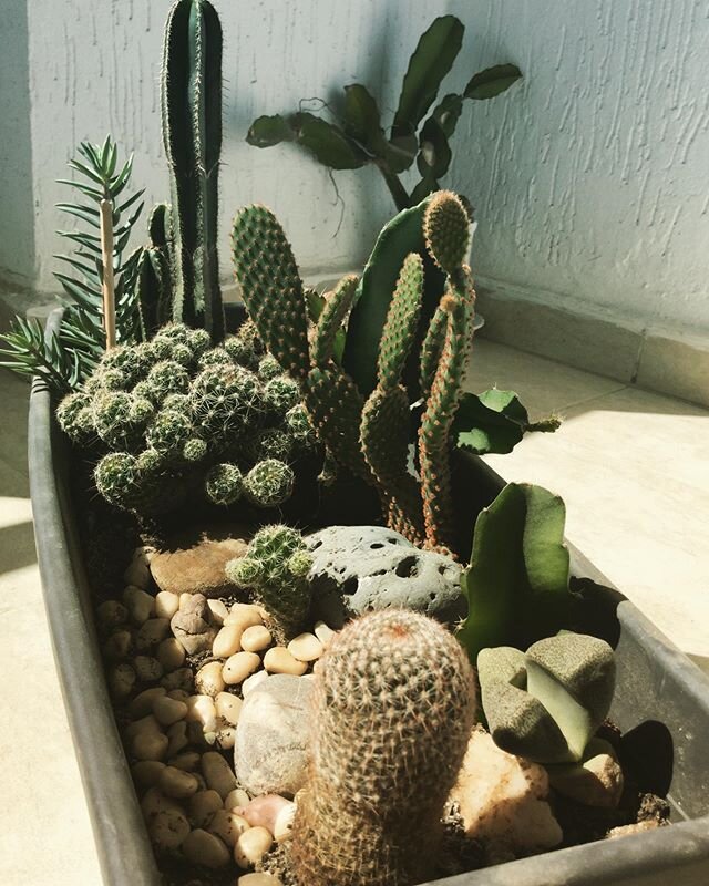 Has anyone else felt that cactus 🌵 gardening is a bit like the art of bonsai? The quiet &amp; patient craft of nurturing a tiny world
.
.
.
#cactus #gardening #bonsai #salam #tinyworlds #morocco