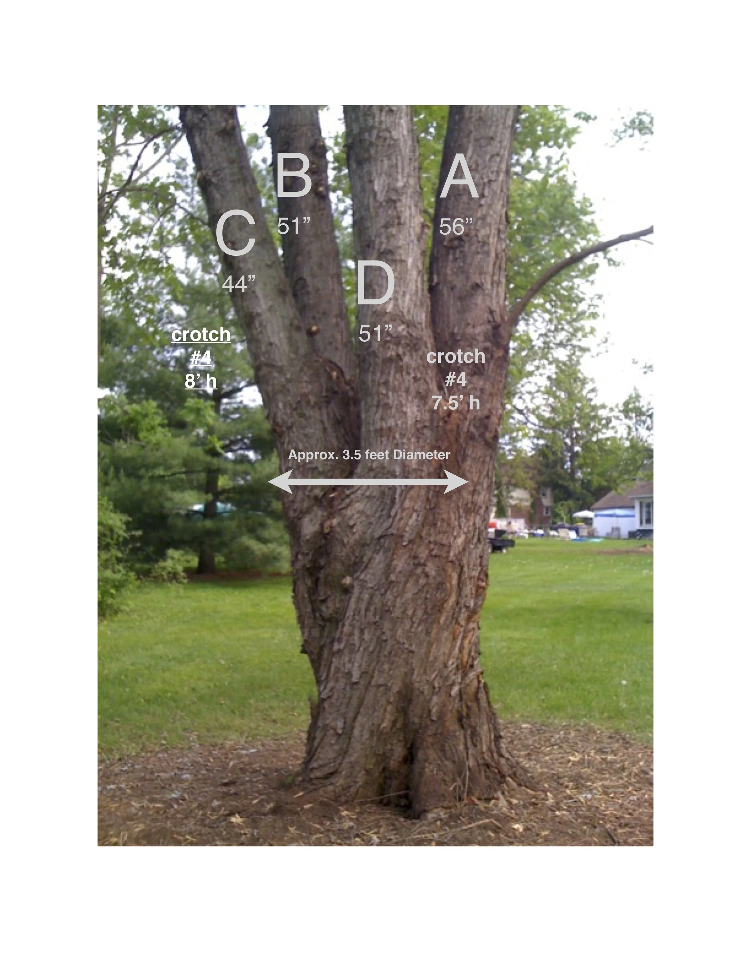 Treehouse - the tree!