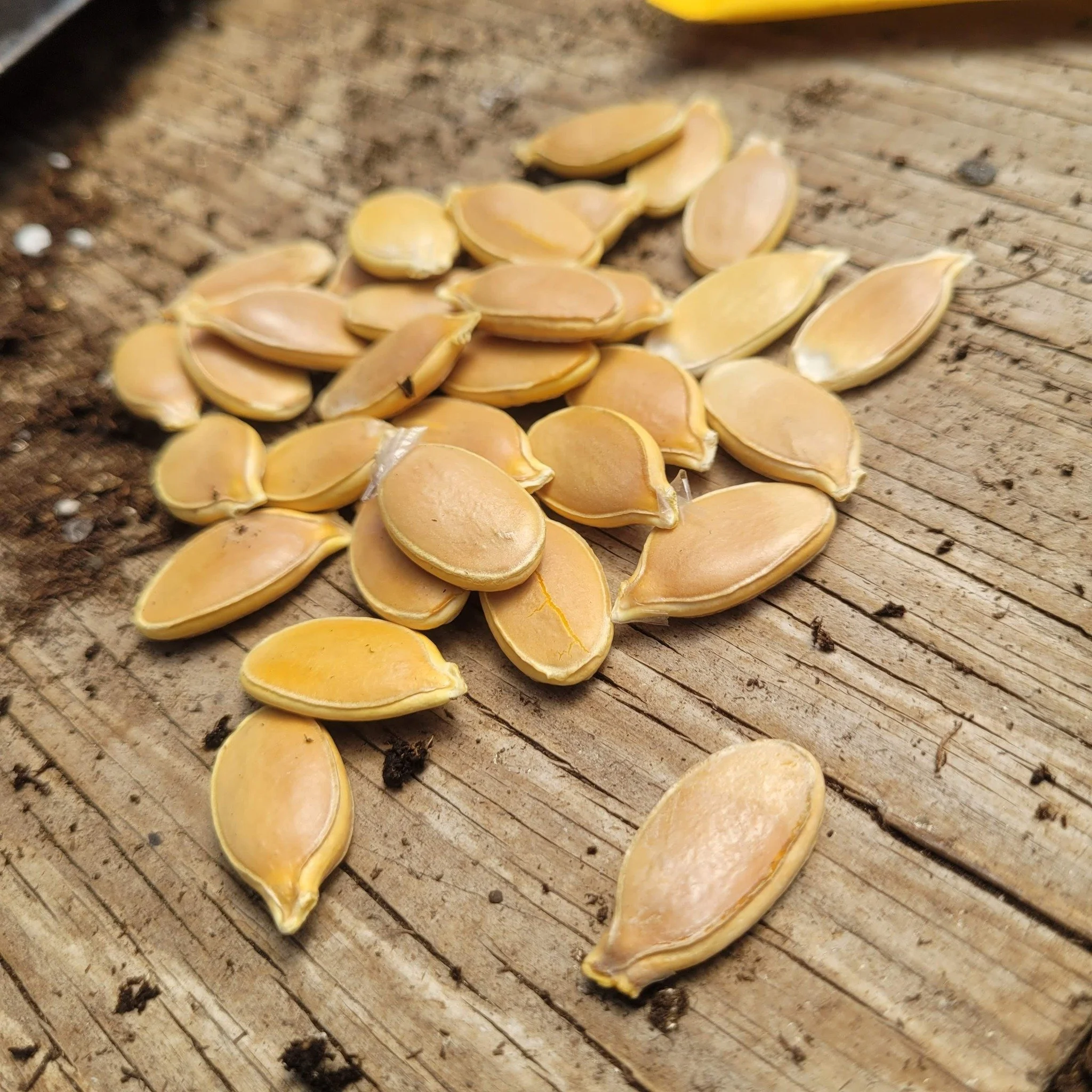 🎃 Pumpkin Growers &mdash; We Need Your Help 

It&rsquo;s that time of year when we&rsquo;re taking a hard look at our seed inventory and getting ready for one of our favorite traditions  the annual free seedling giveaway.

This program puts pumpkin 