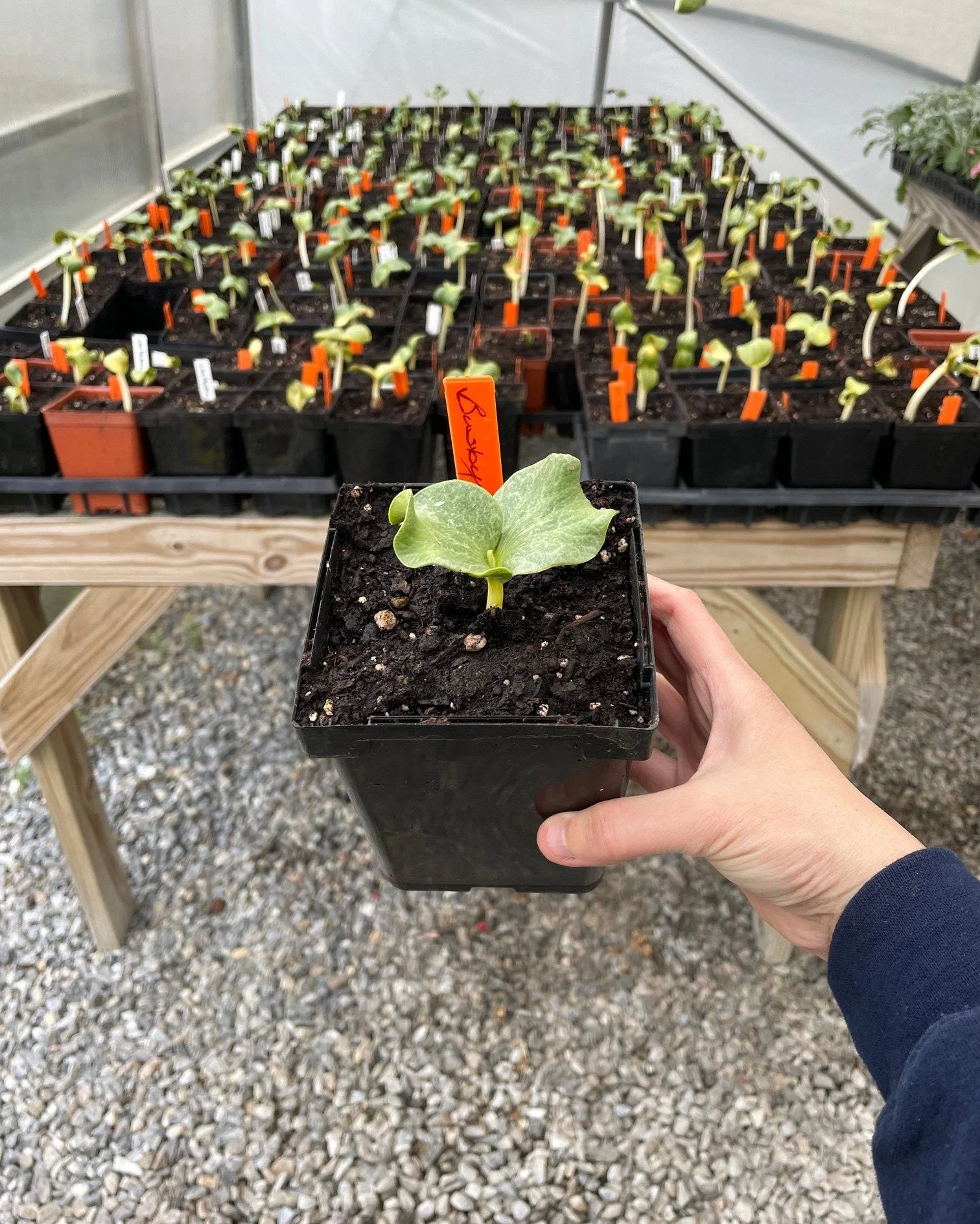 🌱🎃 It starts this small&hellip; 🎃🌱

As we head toward Seedling Sunday, now is the perfect time to really focus in and think about where your giant pumpkin plant is going to live this summer.

A giant pumpkin seedling may look tiny right now, but 