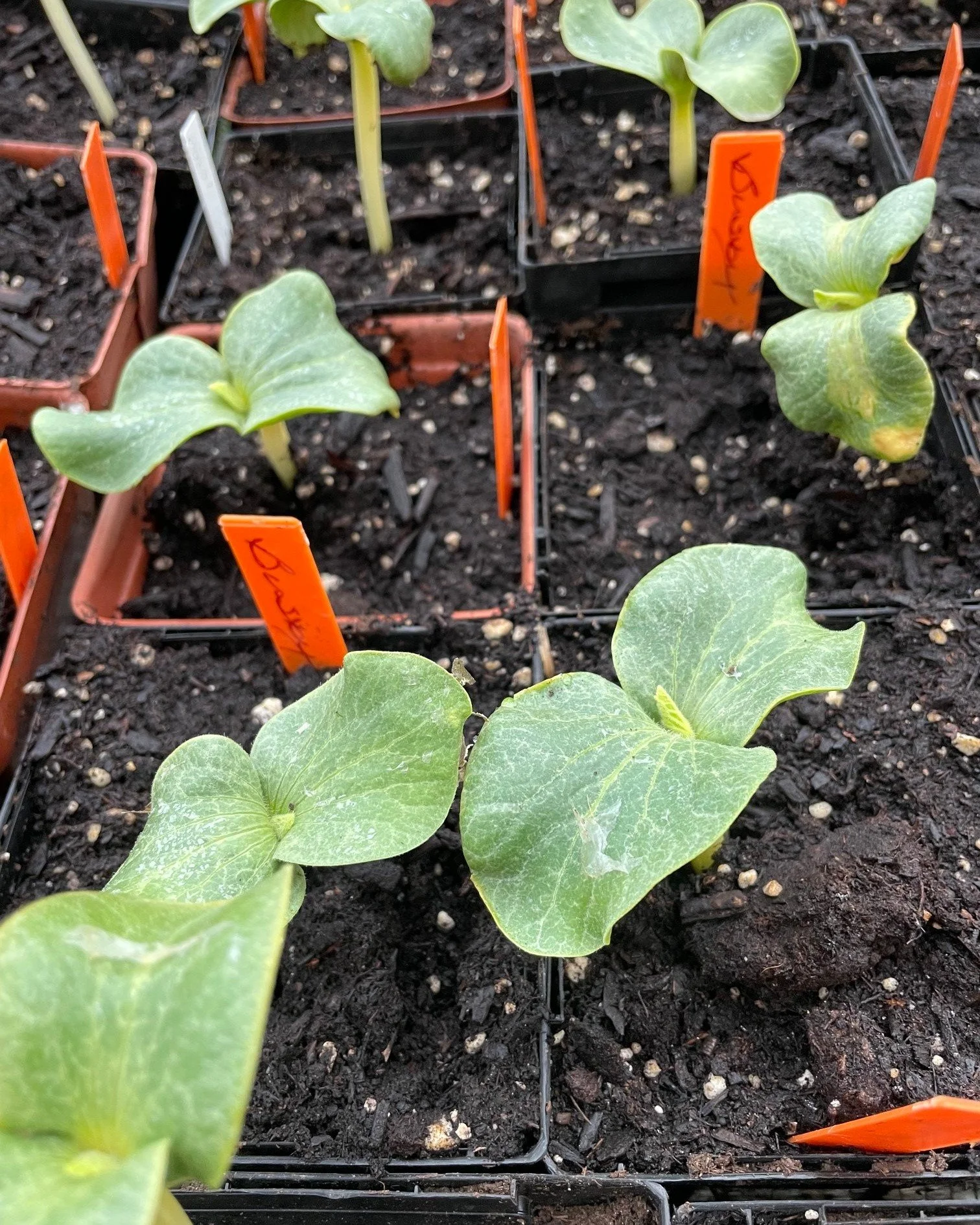 🎃🌱 TOMORROW is Seedling Sunday! 🌱

Tomorrow is the day to come adopt your future giant pumpkin plant and officially kick off the 2026 growing season!

What starts as one tiny seedling tomorrow could become a giant sitting on Main Street during Pum