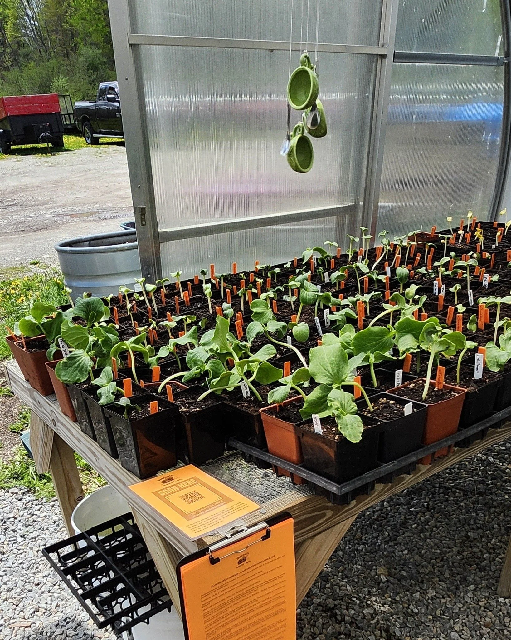 🎃🌱 It&rsquo;s a long weekend&hellip; and the pumpkins are still waiting for homes. 🌱🎃

There are still giant pumpkin seedlings available at:

📍 Louis Doe Home Center
📍 Damariscotta Hardware

This weekend is the perfect time to get outside, get 