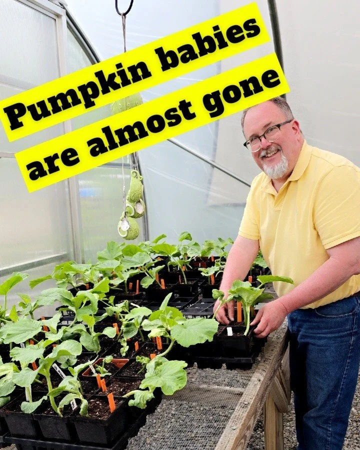 🎃🌱 The pumpkin babies are almost all adopted! 🌱🎃

Our very own volunteer Executive Director  aka &ldquo;Pumpkin Granddad&rdquo; Jed  is happy to report that we are almost officially out of giant pumpkin seedlings for the season!

What started as 