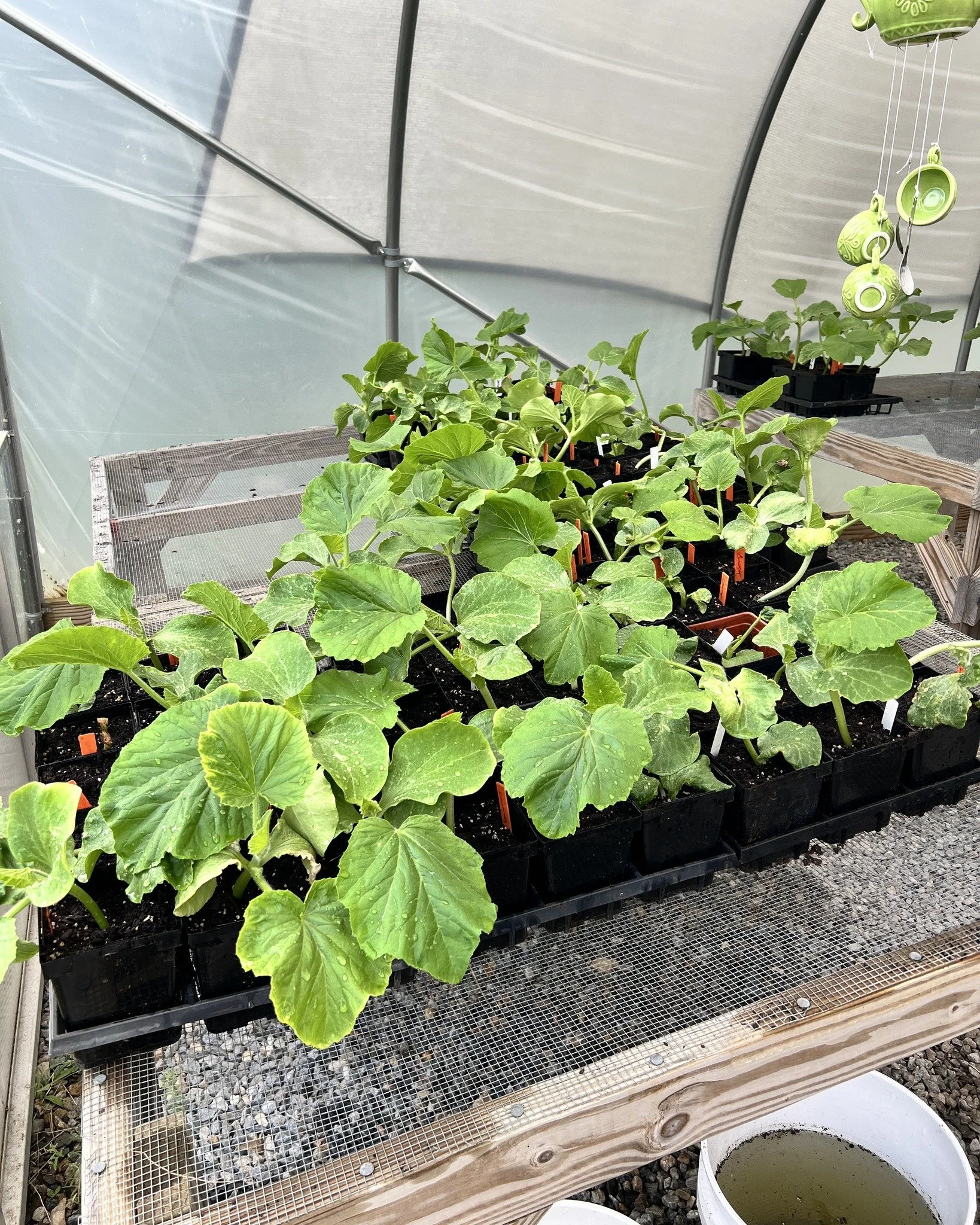 🚨🎃 PUMPKIN ADOPTION ALERT 🎃🚨

We have a situation.

Approximately 30 giant pumpkin seedlings are still waiting for their forever homes.

While hundreds of their brothers and sisters have already been adopted and are settling into loving gardens a