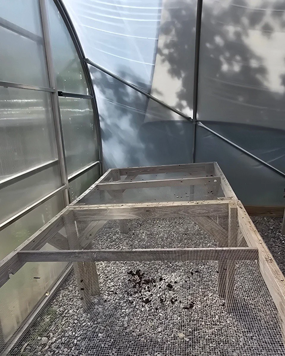🎃🌱 THEY'RE ALL GONE! 🌱🎃

We just received word from Louis Doe Home Center...

Every single Pumpkinfest seedling has been adopted! 🎉🎃💪

What started as tiny seeds and little sprouts are now growing in gardens, backyards, farms, and communities 