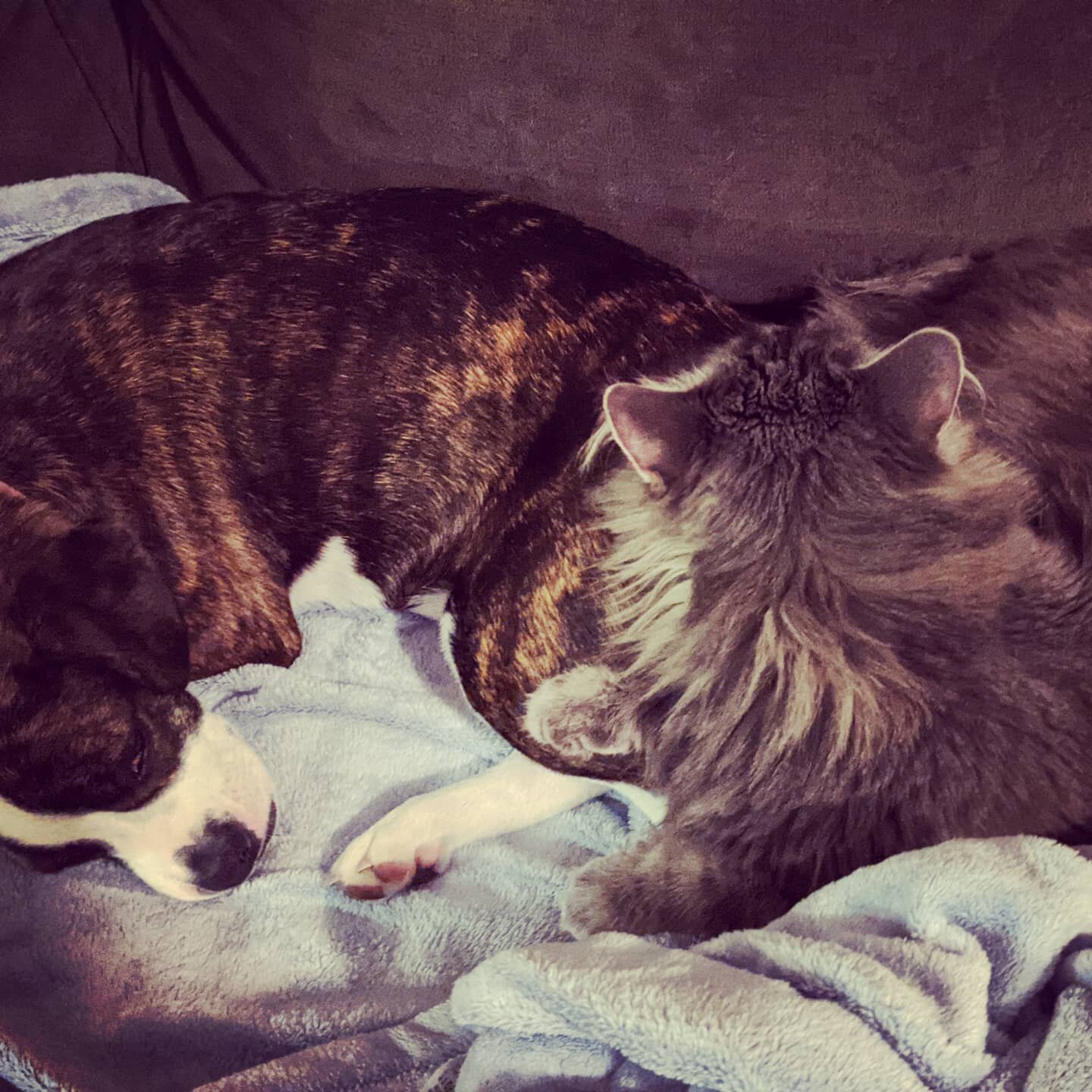 Tried to put the puppy to bed but the kitty won't let me! 🙃

I hope that you have someone in your corner who keeps you this warm and cozy - and who will put up a fight to keep snuggling you. 💕 🐕🐾🐈💕