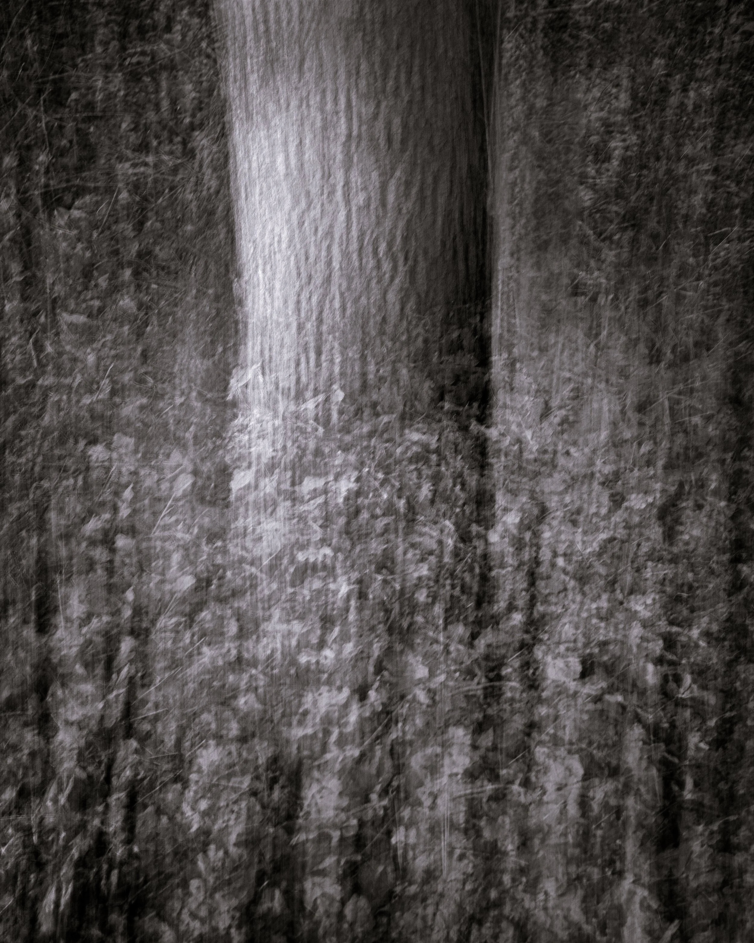 Trees #4